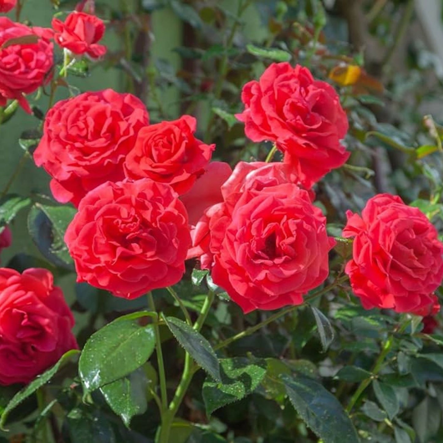 Cherry Red Rose Cuttings 7 Inch - Easy to Root Rosa spp. - Garden Flower Planting Material