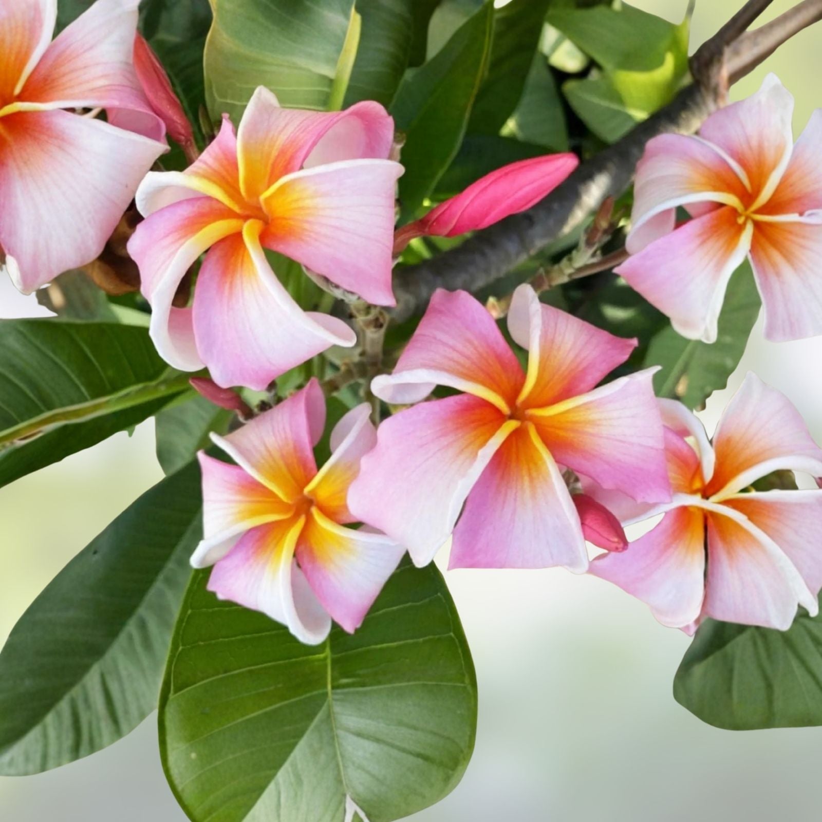 Rooted Plumeria Plant Cutting 21" Cloud 9 Large Flowers - Frangipani (Plumeria) - Tropical Garden Flowering Plant