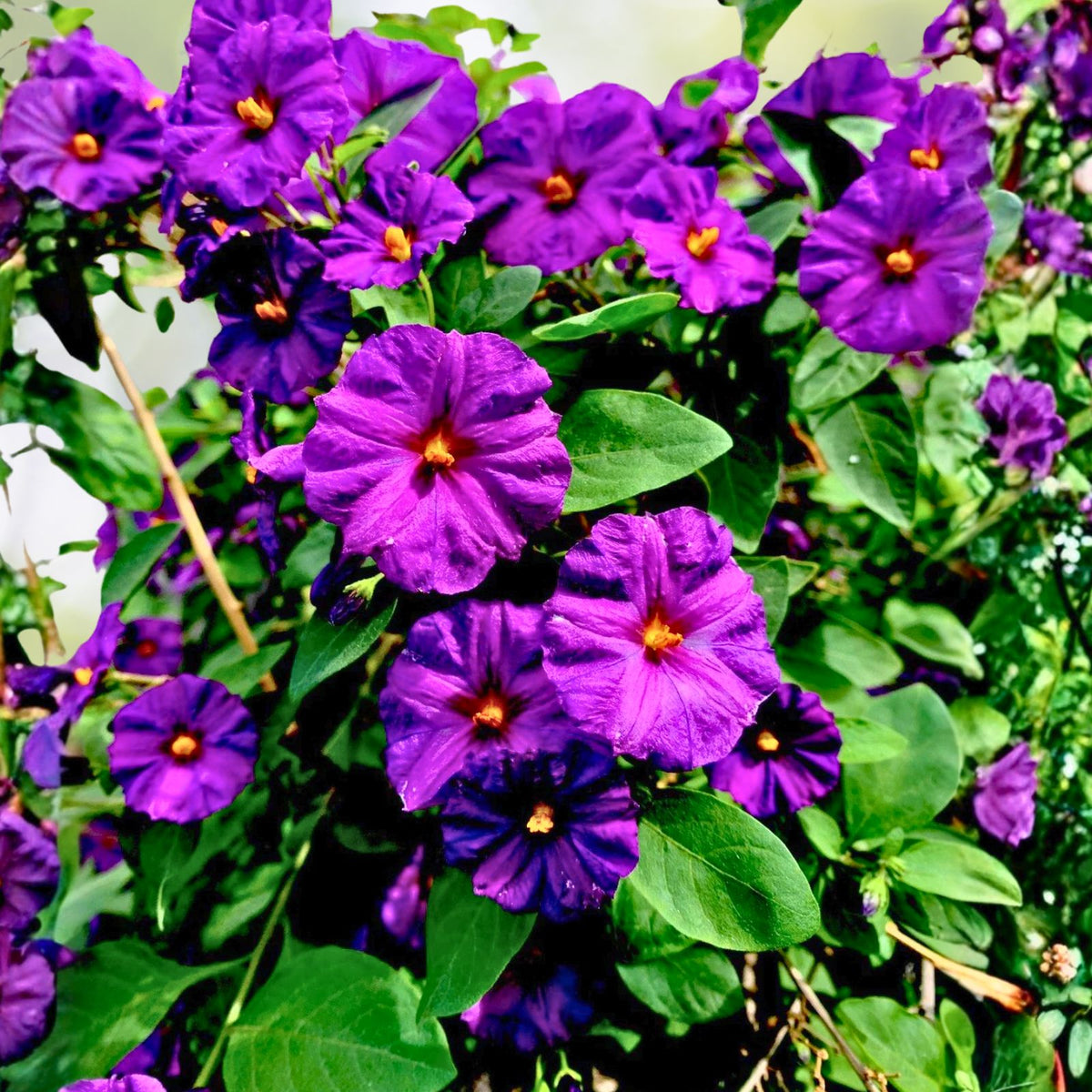 Lycianthes Rantonnetii Kangaroo Apple Live Plant - 6 to 8 Inch - Green Foliage - Indoor Outdoor Perennial