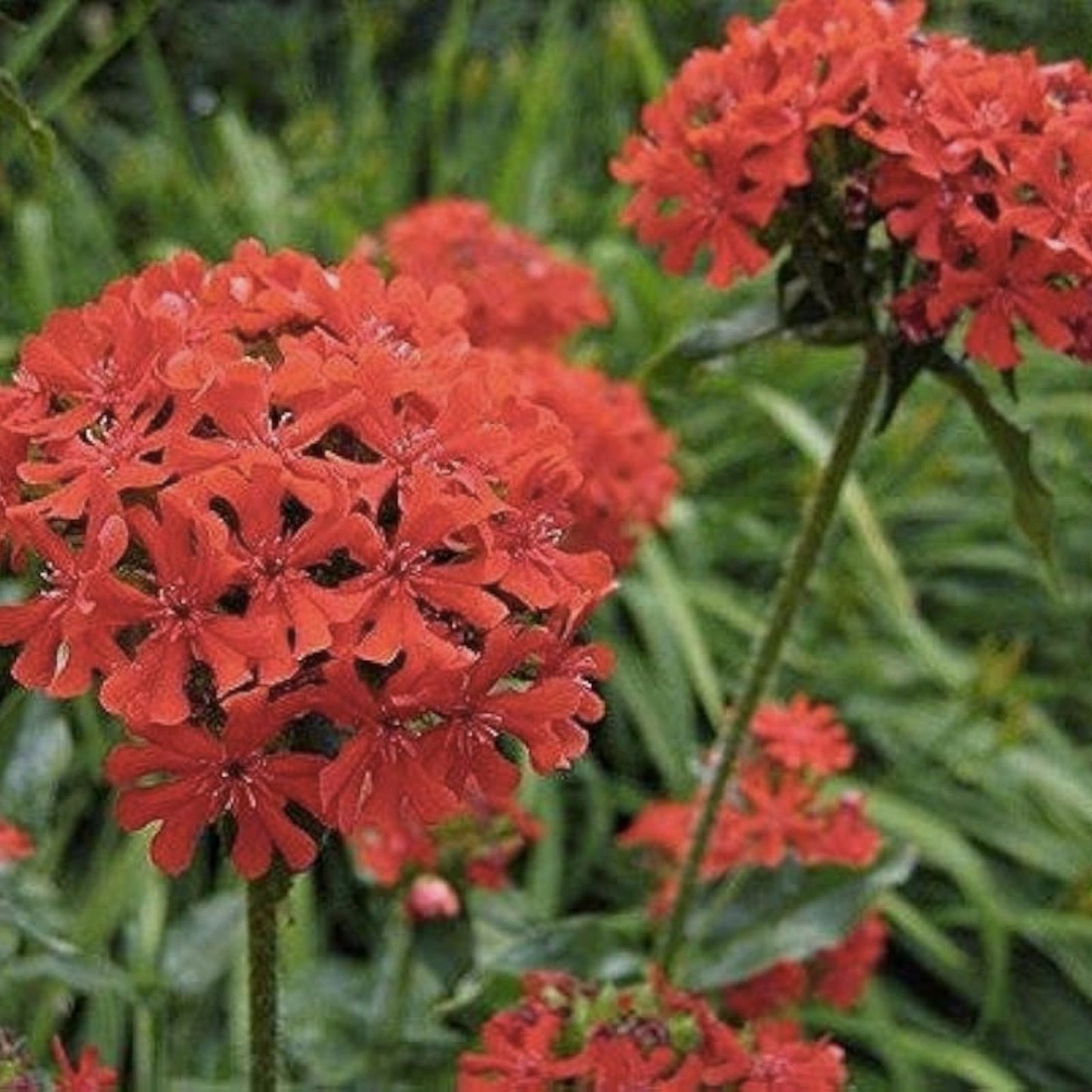 Maltese Cross Flower Seeds 50 Pack - Lychnis Chalcedonica Red Perennial Garden Plants for Planting