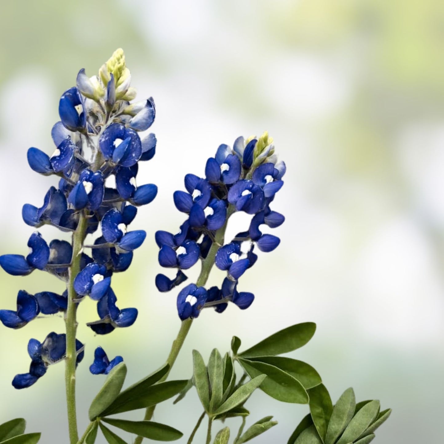 Texas Bluebonnet Seeds - 50 Organic Lupine Seeds - Native Wildflower - Lupinus texensis - Easy to Grow, Free Shipping USA