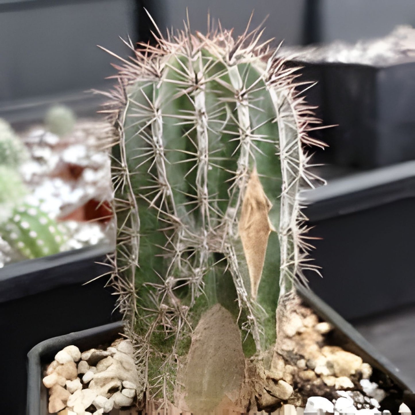 Echinopsis Hybrid Riverside Cutting - Large Unrooted Succulent Plant 12x4 Inch - Cacti and Succulent Enthusiasts