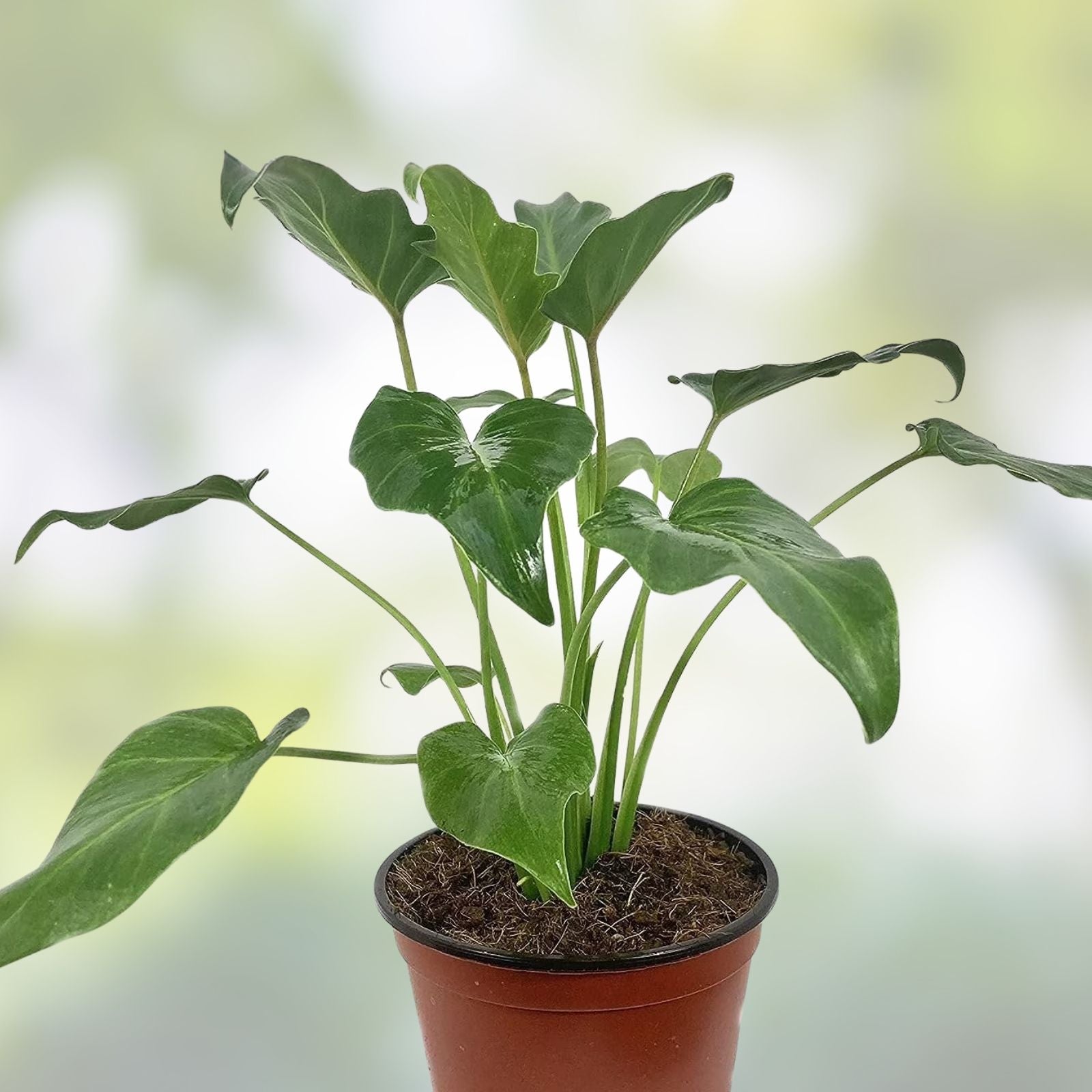 Xanadu Cut Leaf Philodendron Live Plant in 6 Inch Pot - Philodendron 'Xanadu' Indoor Houseplant