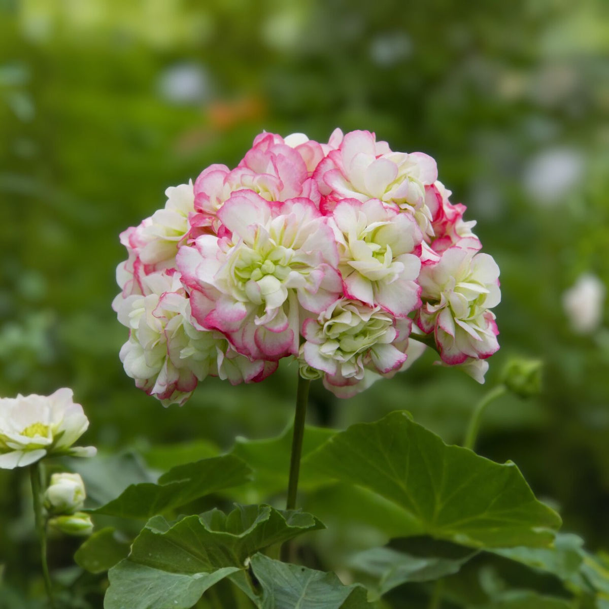 Rare Geranium Plants Set of 2 in Pot - Unique Varieties - Perfect for Garden or Indoor Décor - Pelargonium spp.