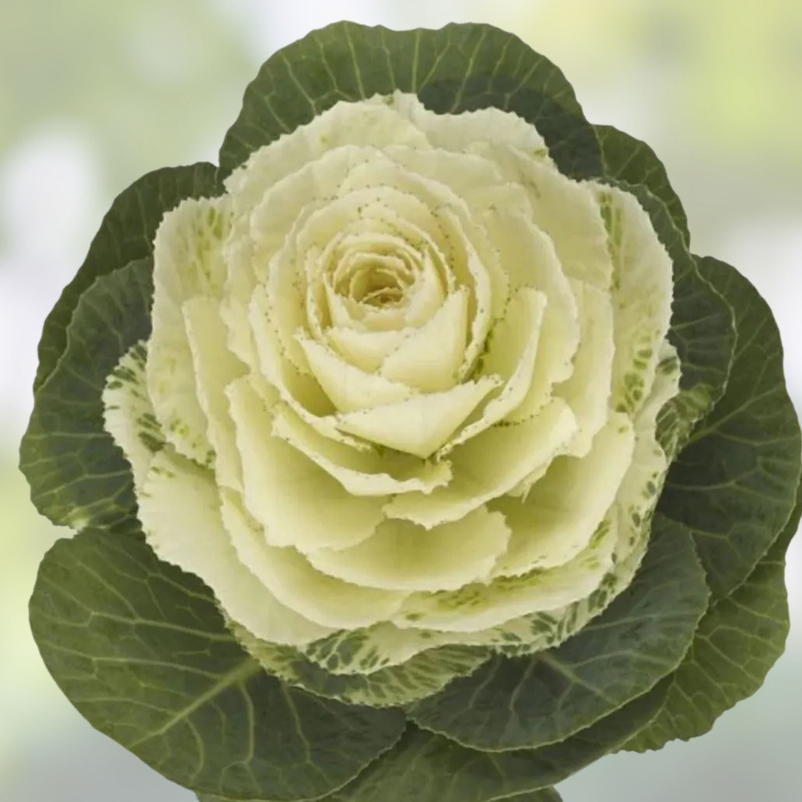 Condor White Ornamental Kale Seeds – Organic Brassica oleracea, 10 Pack, USA Grown, Free Shipping