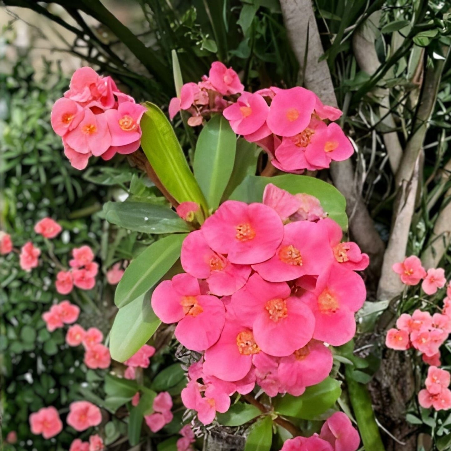 Coral Pink Crown of Thorns Cutting - Large Bloom Euphorbia milii Succulent Plant for Indoor Garden