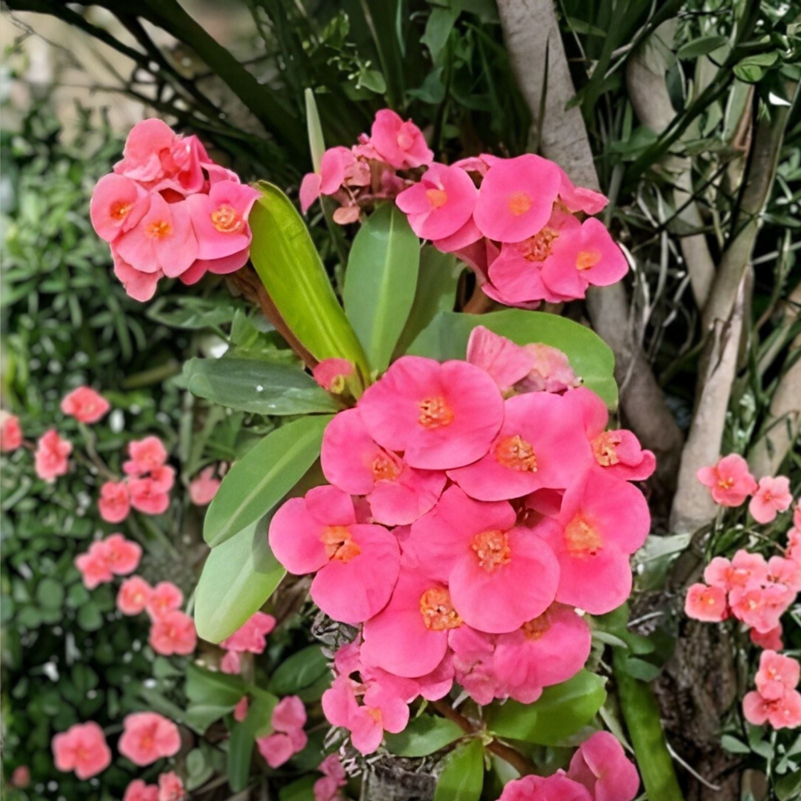 Coral Pink Crown of Thorns Cutting - Large Bloom Euphorbia milii Succulent Plant for Indoor Garden