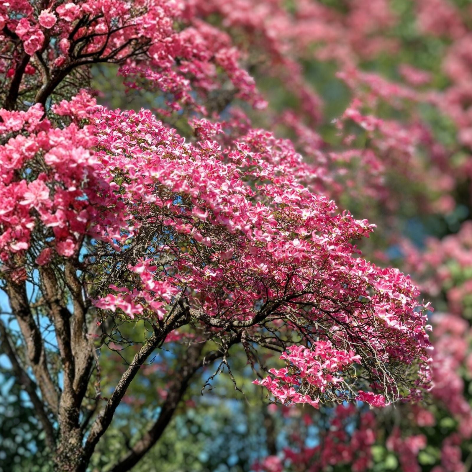 Cherokee Chief Dogwood Tree Live Plant 16+ Inches Red Flowers Cornus florida 'Cherokee Chief' Deciduous Tree