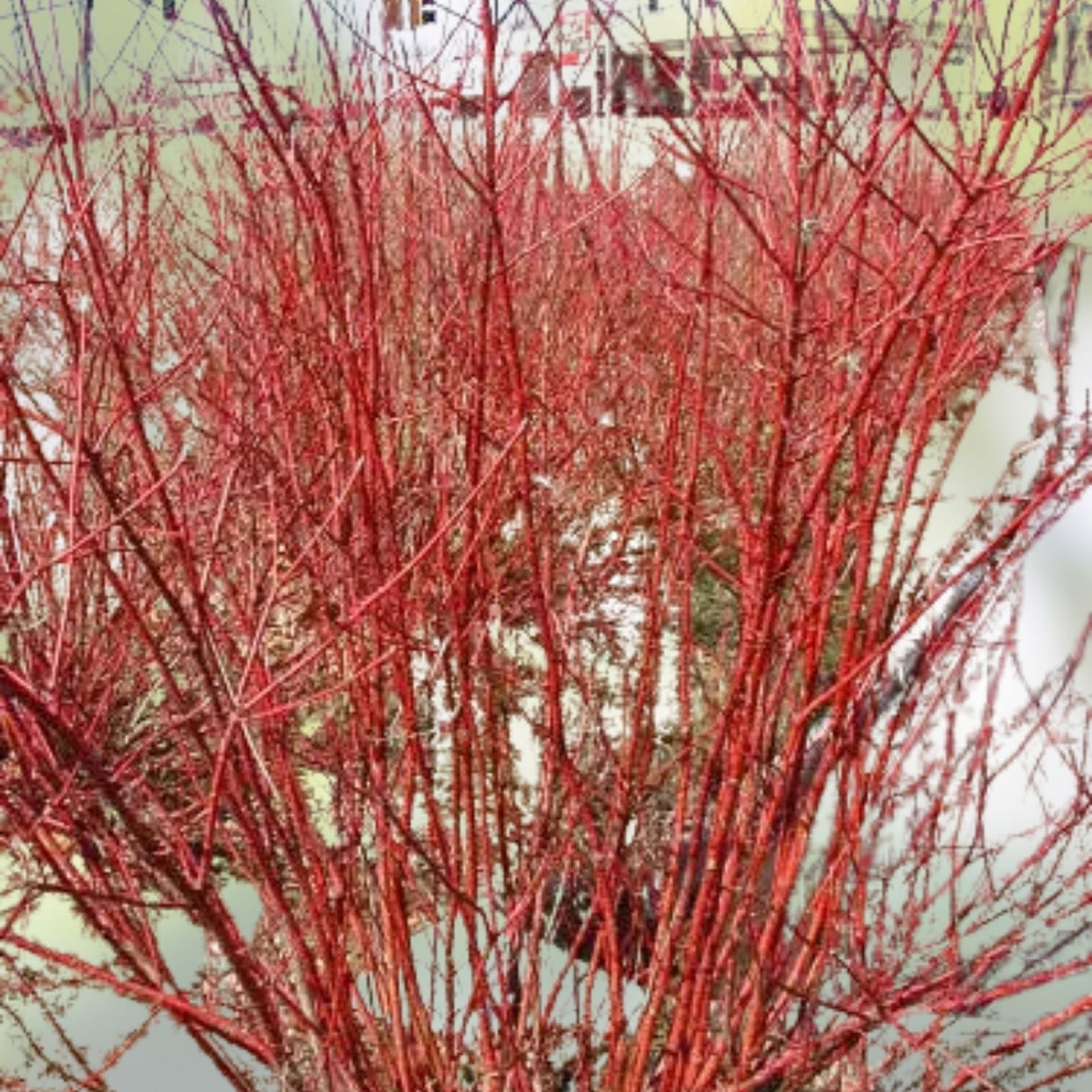 Red Twig Dogwood Live Plant - 8-16" Bareroot Liner - Cornus sericea - Hardy Shrub with Vibrant Red Stems