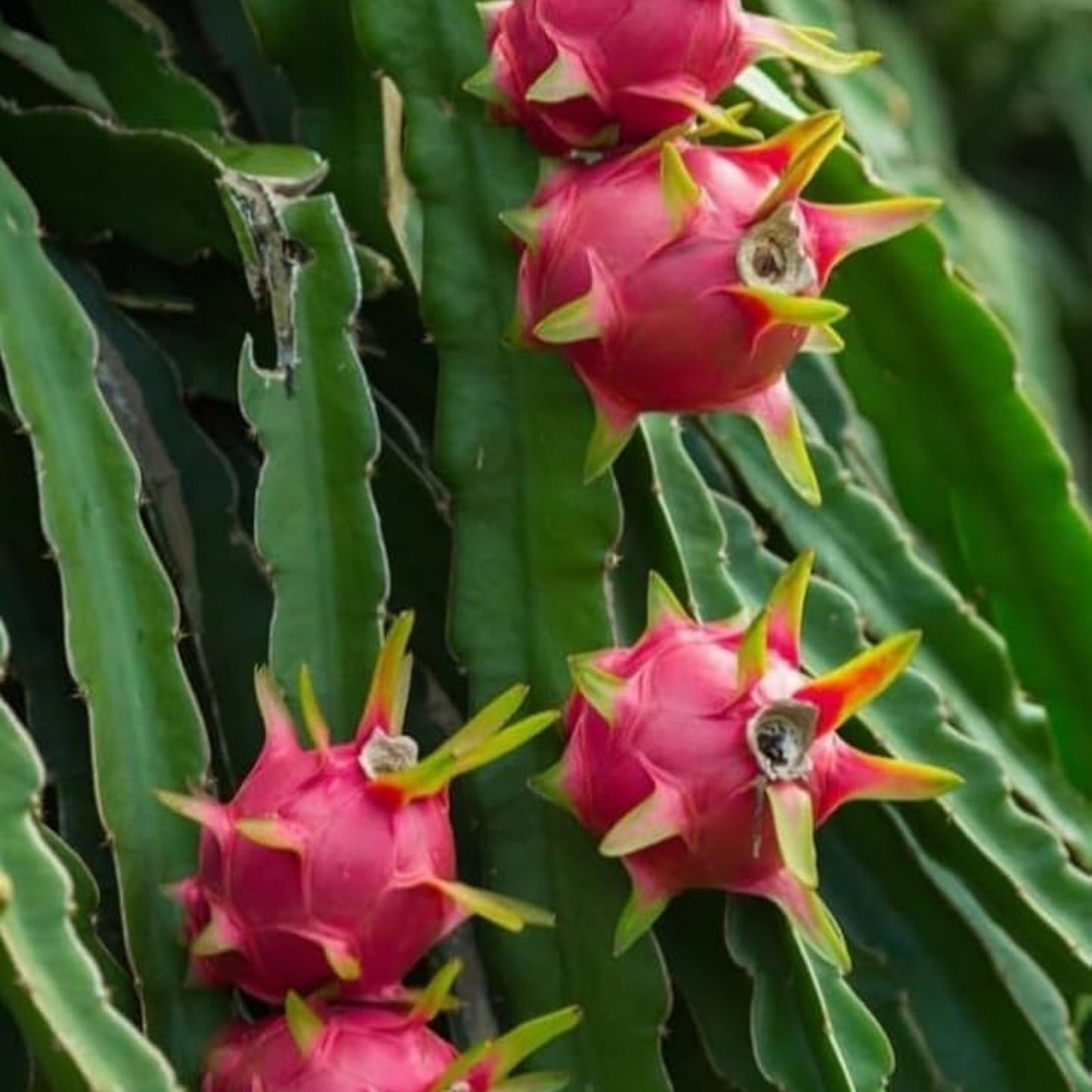 Rooted Red Dragon Fruit Cutting - Dark Pink Skin, Red Flesh, Hylocereus undatus, Ready to Plant