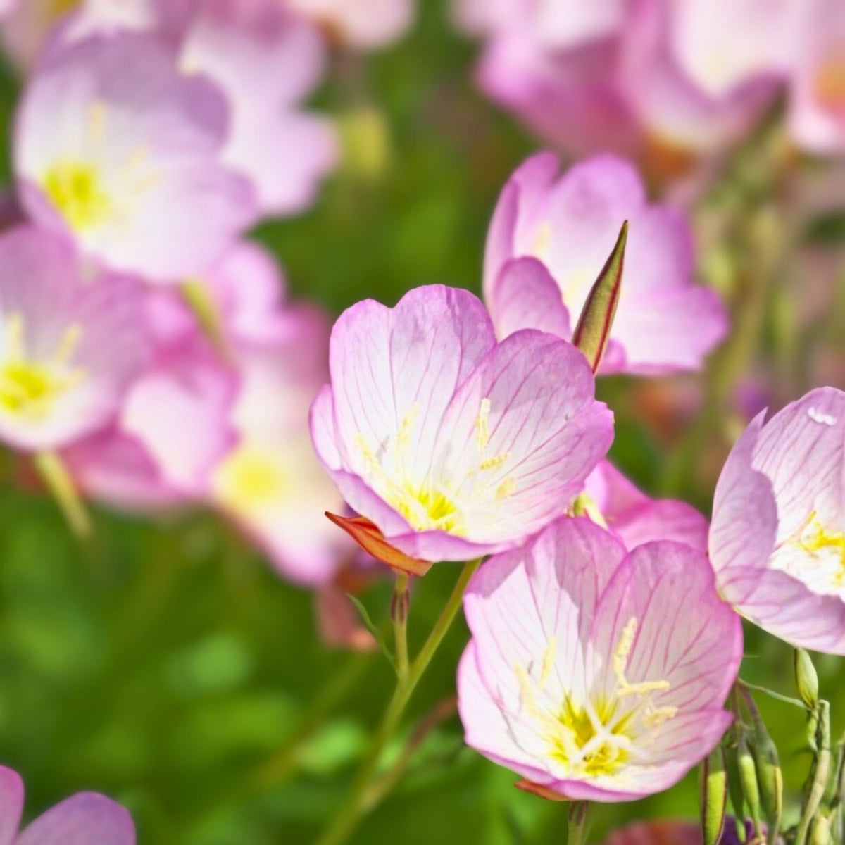 Pink Evening Primrose Bare Root Plants - Organic Perennial Flowering Plant - Oenothera biennis - 10+ Live Transplants