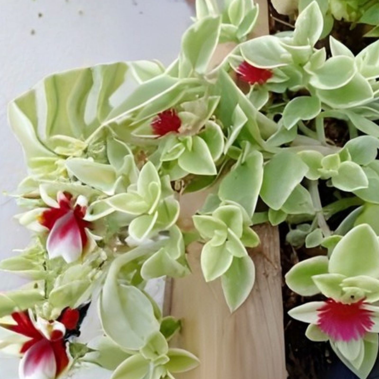 Variegated Ice Plant Cutting - Organic Live Rooted Dorotheanthus - Succulent Plant - Free Shipping
