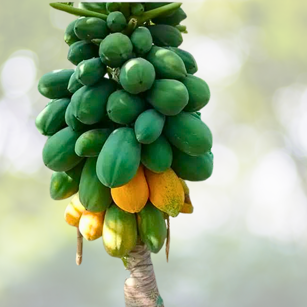 50pcs Red Heart Creamy Papaya Seeds - Carica papaya - Ideal for Home Garden Planting