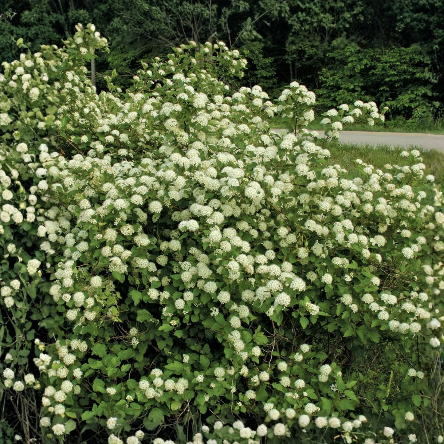 Weigela Live Plant - 12-inch Variegated 'Rosea' with Pink Blooms - Weigela florida Shrub for Garden Landscaping