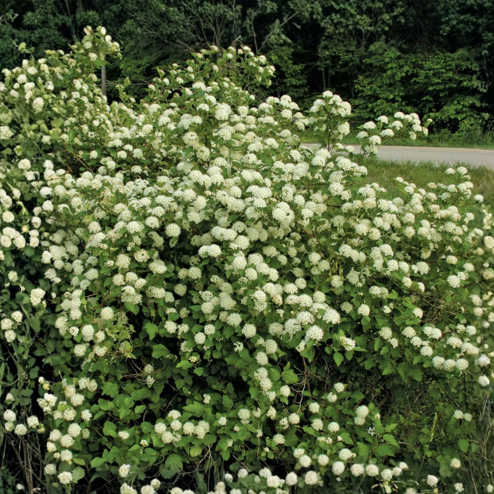 Weigela Live Plant - 12-inch Variegated 'Rosea' with Pink Blooms - Weigela florida Shrub for Garden Landscaping