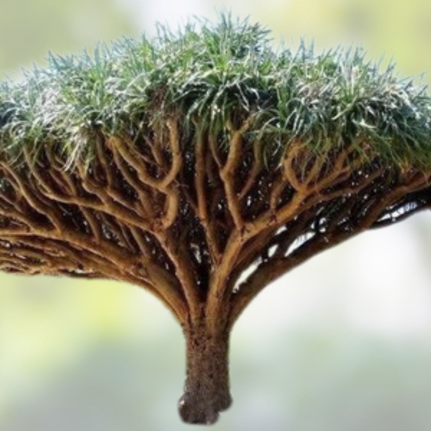 Dragon Blood Tree Seeds – 6 Seeds for Growing – Dracaena Draco – Unique Succulent Plant Seeds for Gardening and Landscaping