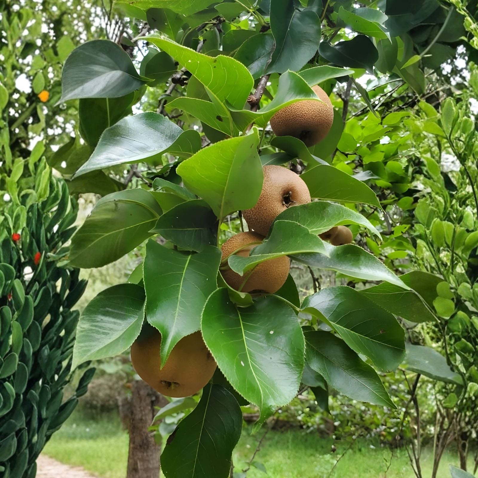 Asian Round Pear Tree Cuttings for Rooting Grafting Propagation - 10 Healthy Pyrus pyrifolia Cuttings