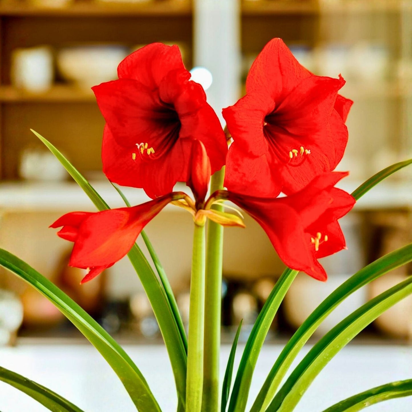 Amaryllis Bulb Large Bloom Red Lion Hippeastrum Live Flower Plant for Holiday Gift
