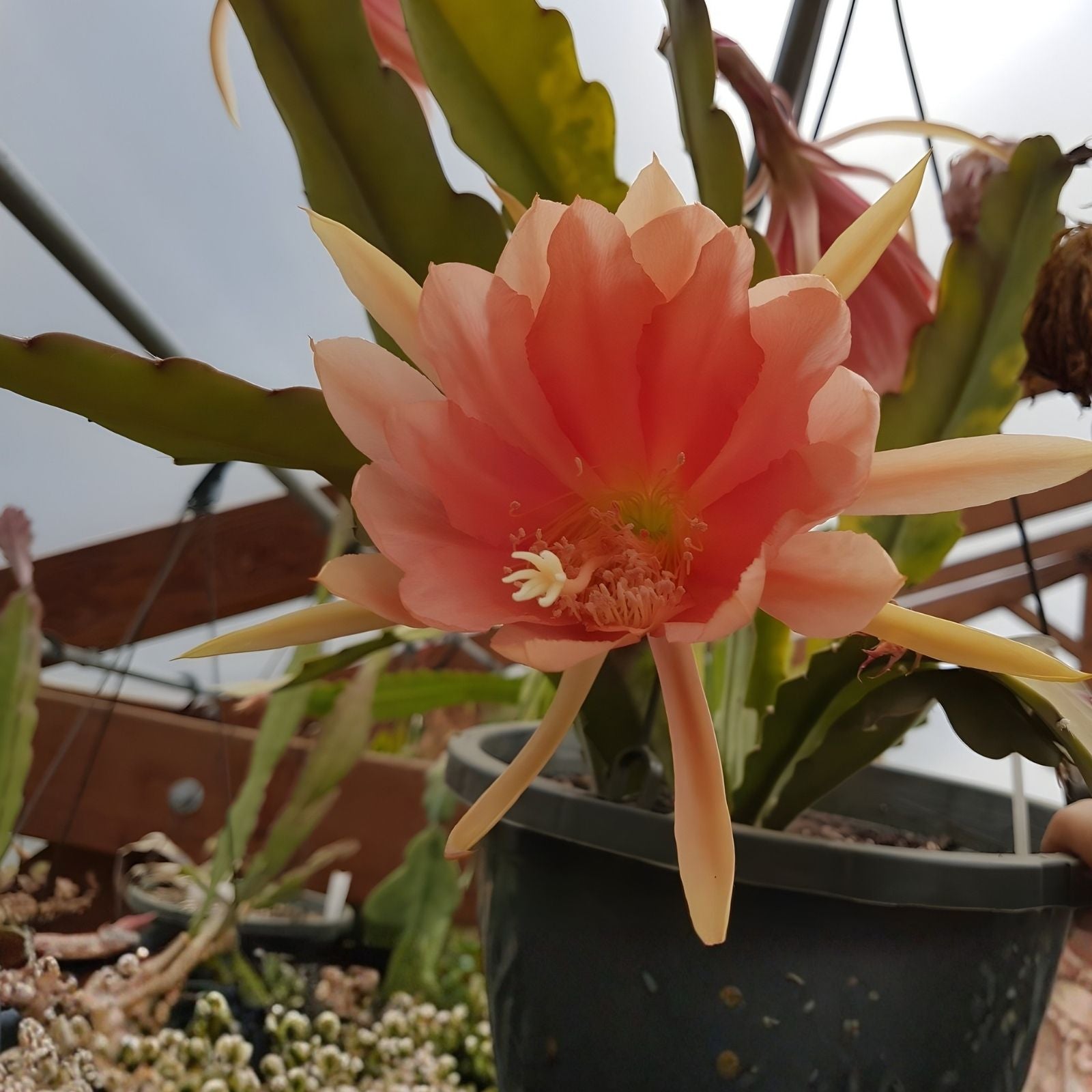 Epiphyllum 'Jan Killian' Unrooted Cutting - Rare Orchid Cactus - Tropical Houseplant - Unique Succulent Variety
