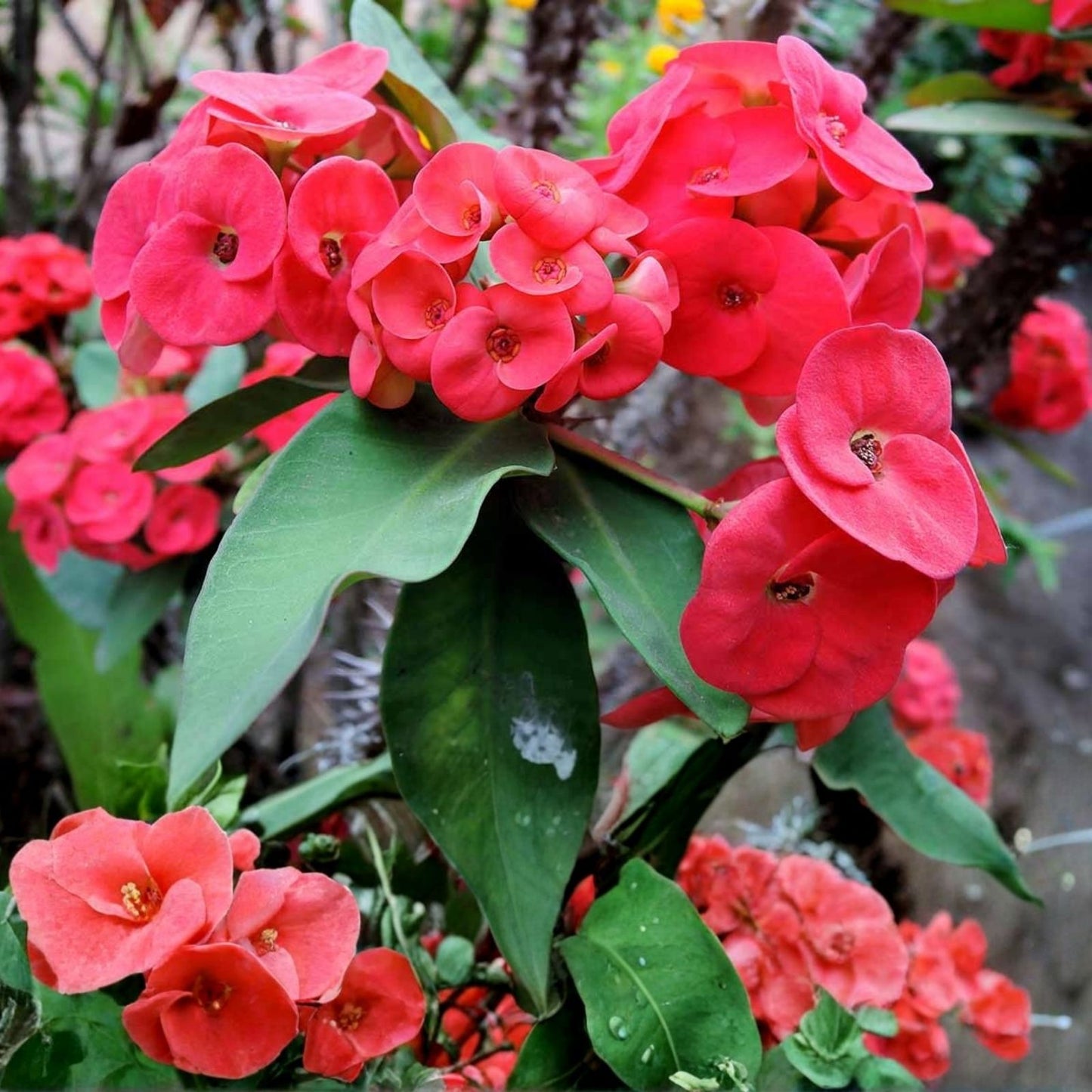 Thai Hybrid Crown of Thorns Cutting, Cherry Cobbler Variety, Euphorbia milii Rooted Plant, Succulent, Indoor Plant, Drought Tolerant