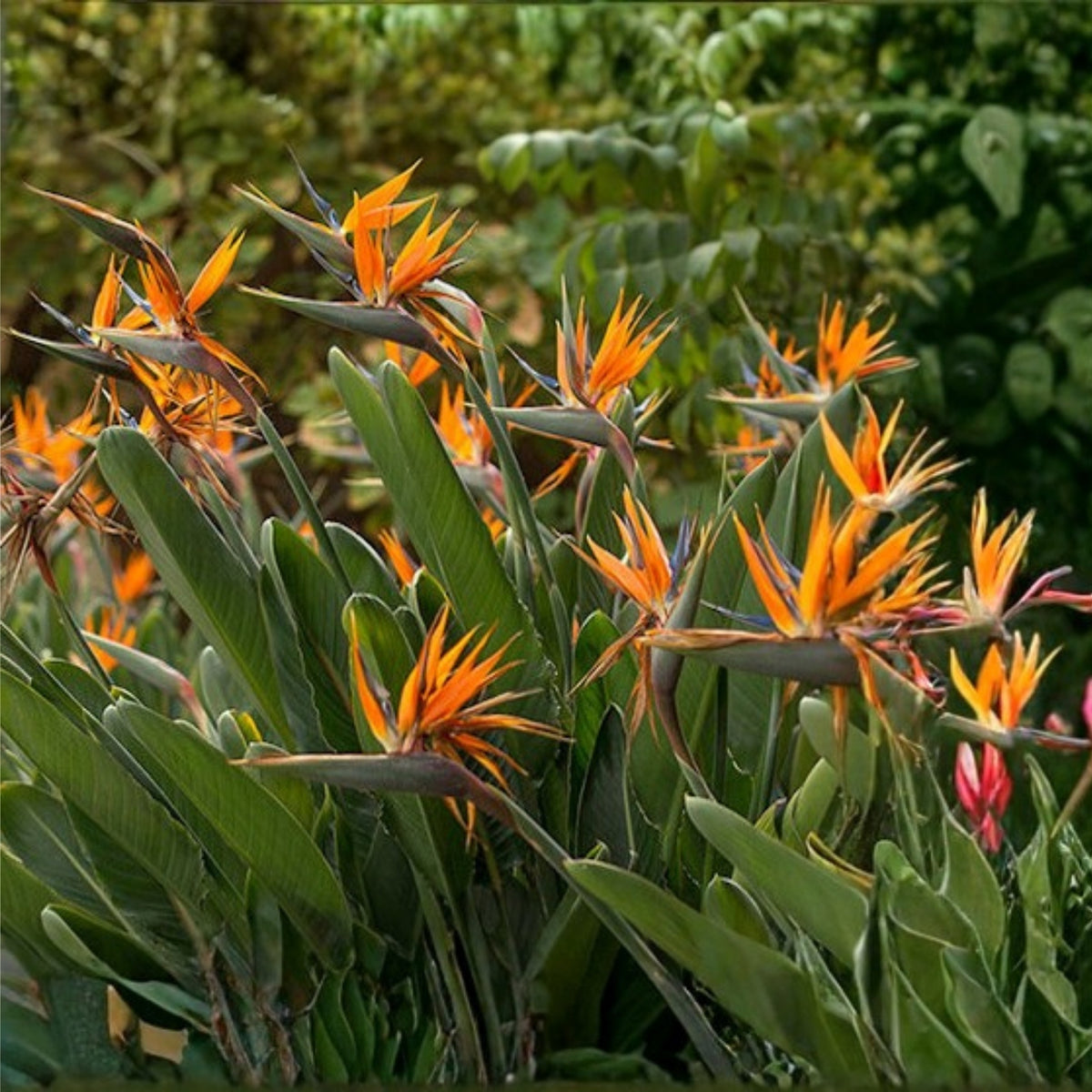 Orange Bird of Paradise Plant - Live Tropical Houseplant - Strelitzia reginae - Large Leaf - Exotic Indoor Decor