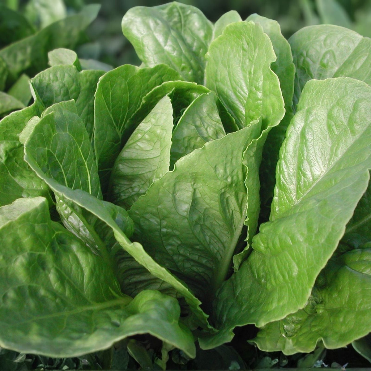 Romaine Lettuce Seeds 500 Pack - Paris Island Heirloom Non-GMO - Home Garden Lactuca sativa