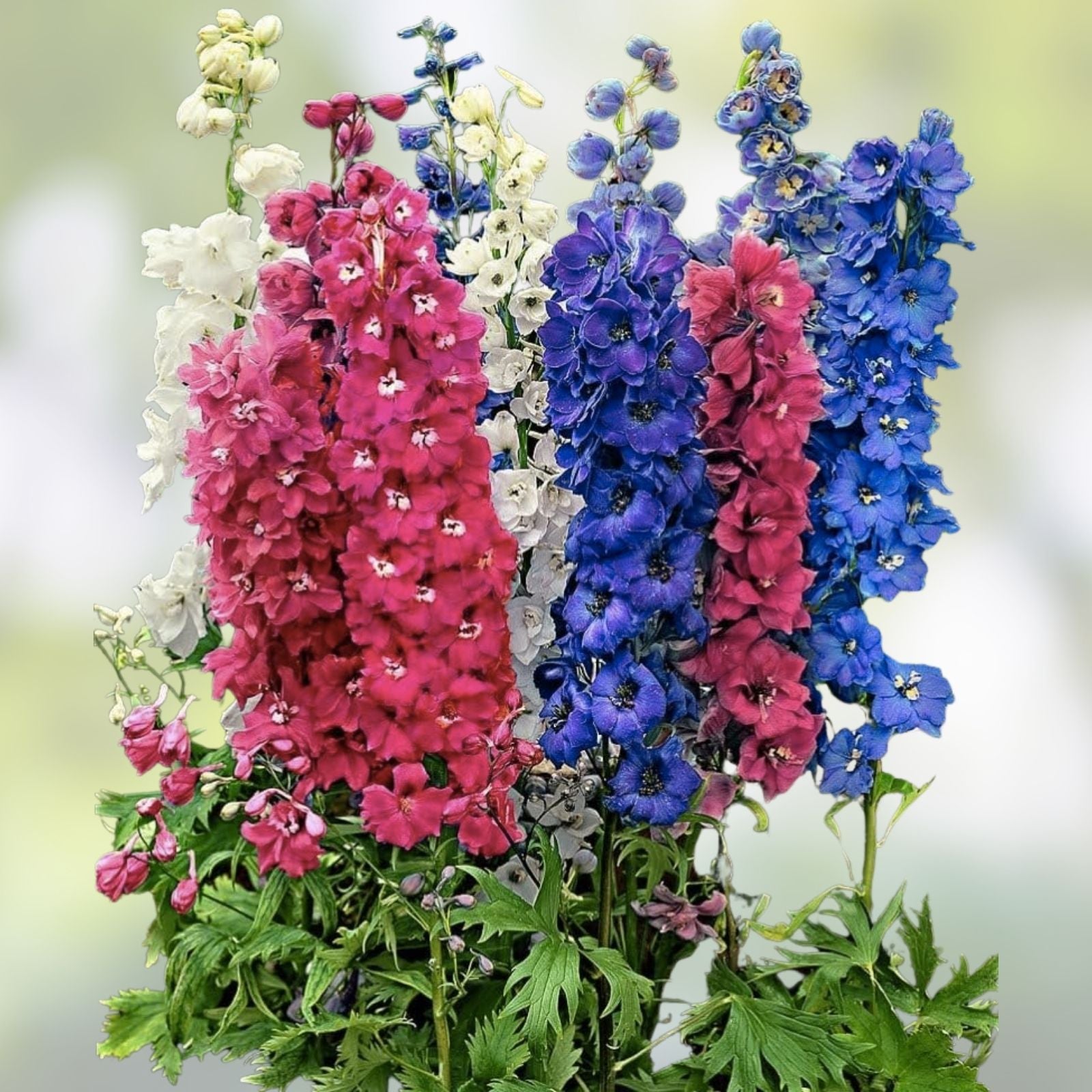 Mixed Delphinium Flower Seeds - 100+ Wildflower Seeds for Garden, Cut Flowers - Delphinium spp.