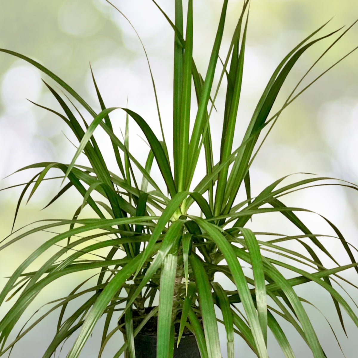 Dracaena Marginata 6 in Pot - Dragon Tree Houseplant with Red-Edged Leaves - Easy Care Indoor Plant - Stylish Decor
