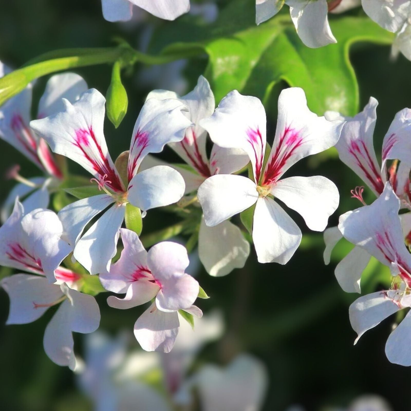 Live Geranium Plants - 3" Pot - Variety Set - Pelargonium