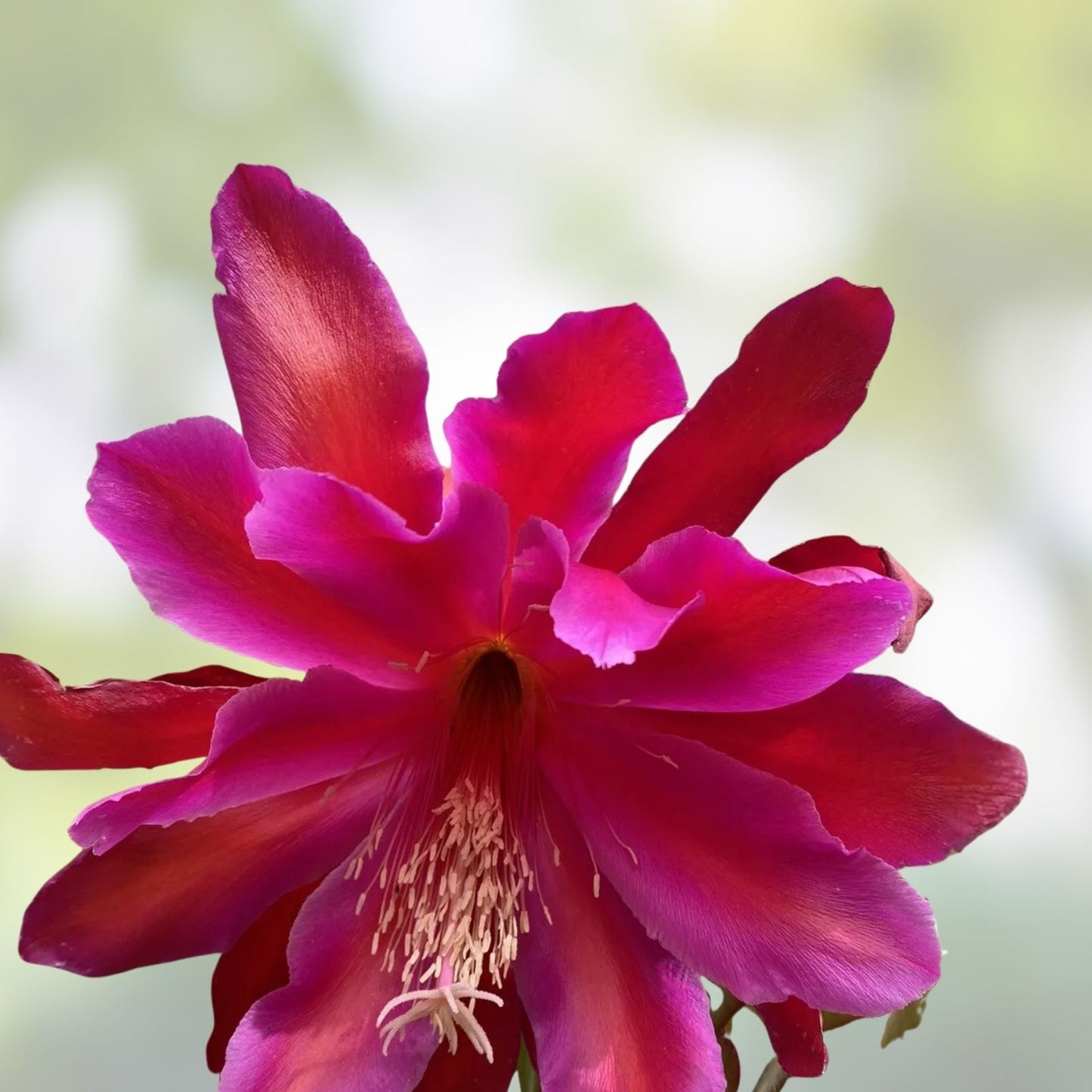 Epiphyllum Cuttings 8-10 Inch Ferris Wheel Variety Exotic Houseplant Unrooted Epiphyllum