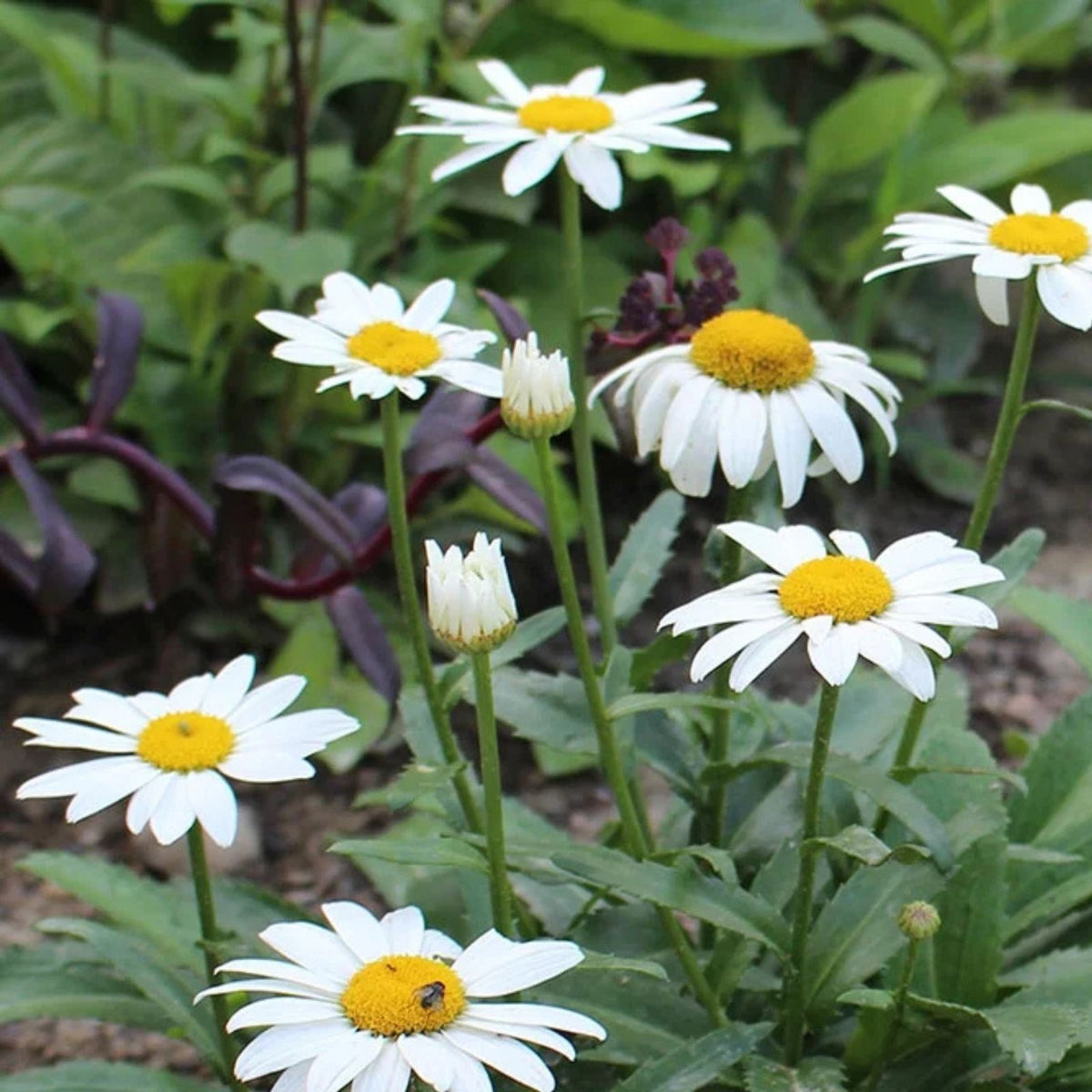 Shasta Daisy Bare Root Plant - Leucanthemum x superbum - Perennial Flowering Plant for Garden