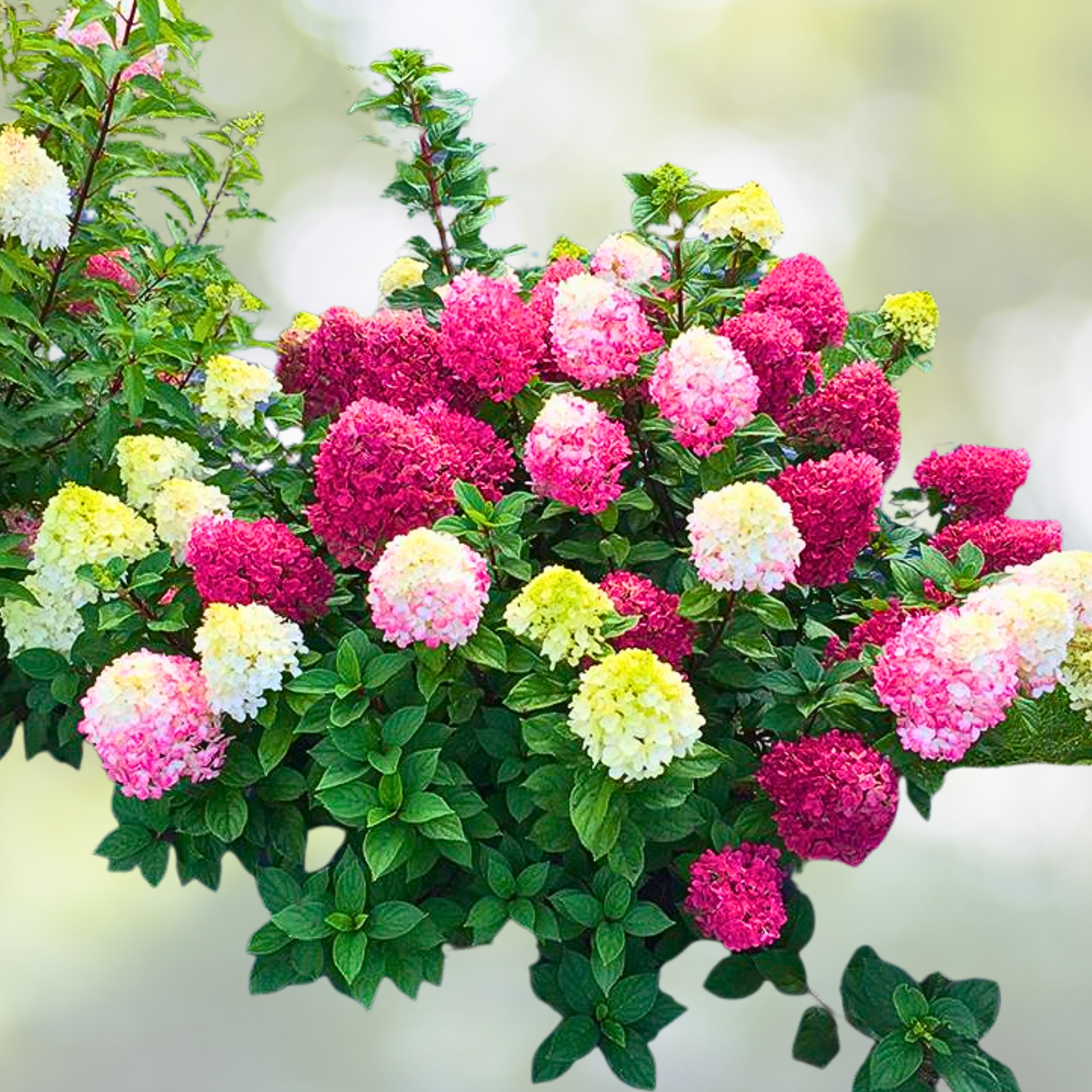 Hydrangea Plant - 5-7 Inch Little Lime Punch - Hydrangea paniculata 'Little Lime Punch'