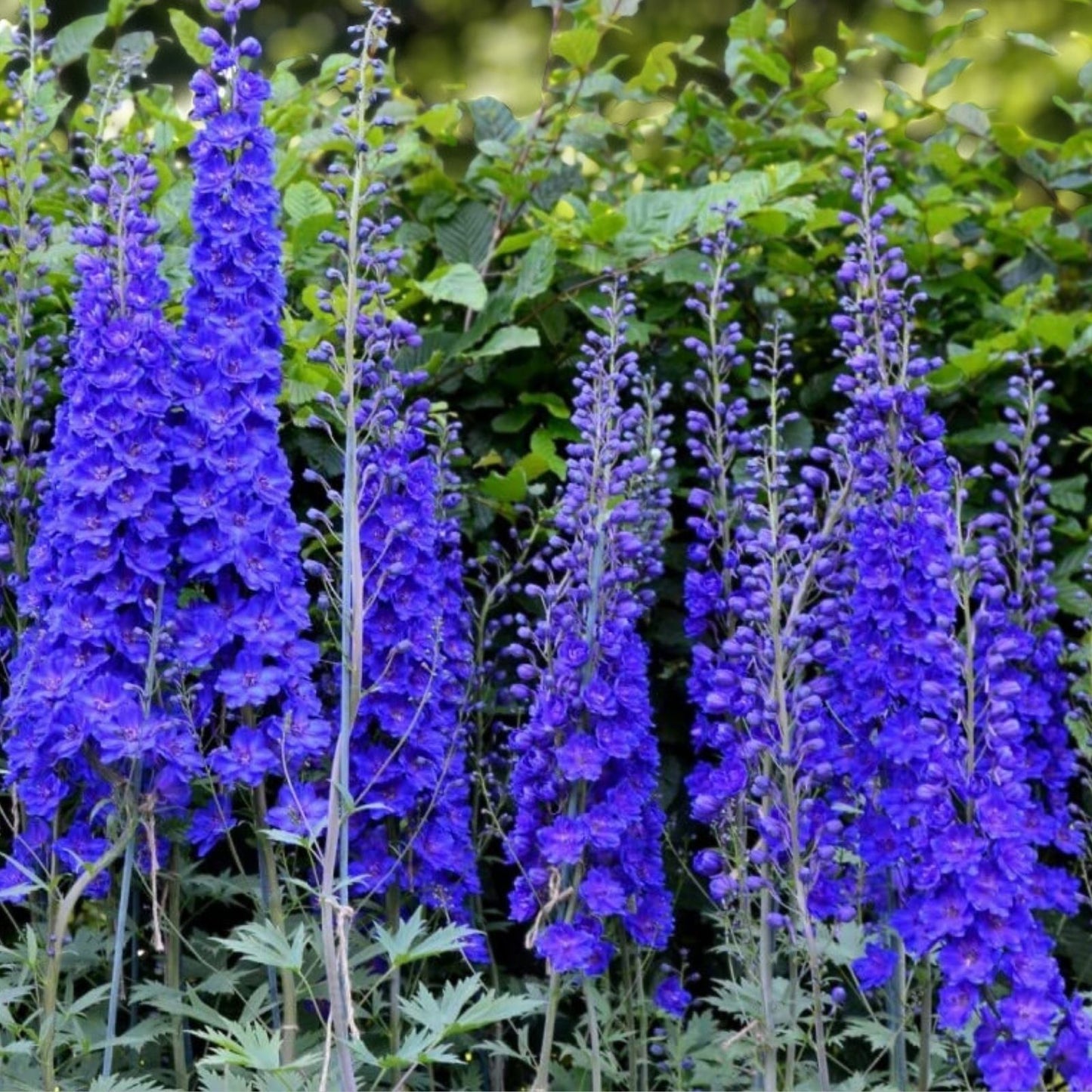 Blue Delphinium Flower Seeds - 100+ Seeds - Stately Wildflowers - Delphinium elatum - Perennial Garden Seeds