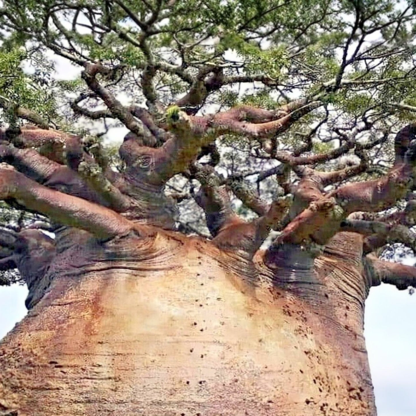 Baobab Seeds 7 Count - Adansonia digitata Tree of Life - Rare Monkey Bread Bonsai Plant Seeds for Gardening and Growing
