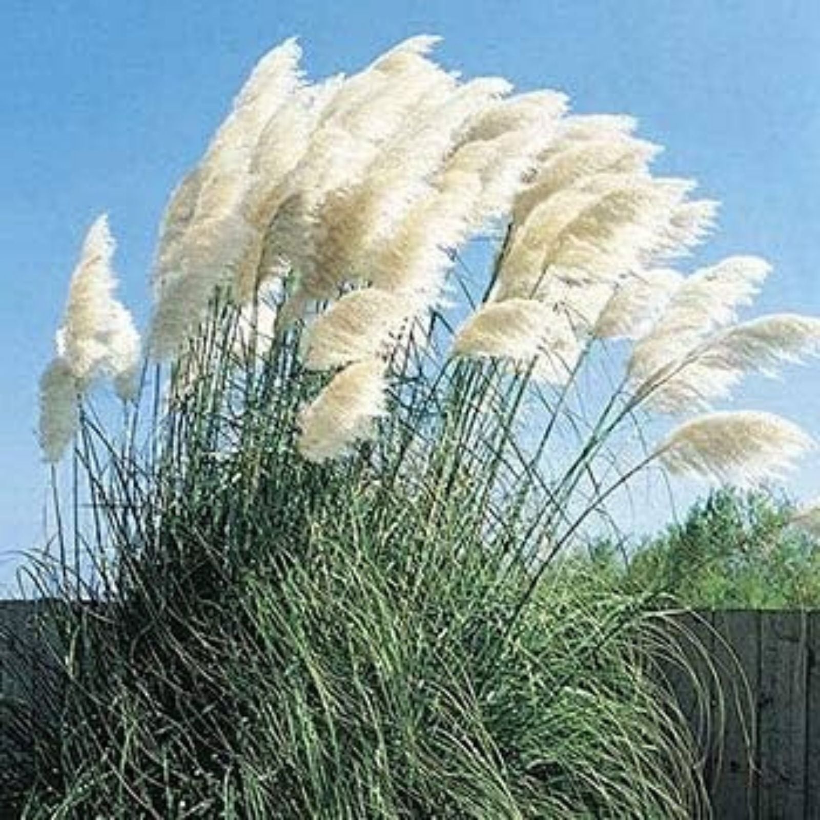 Giant White Pampas Grass Seeds 1,000 Count - Ornamental Grass Cortaderia selloana - Made in USA, Ships from Iowa