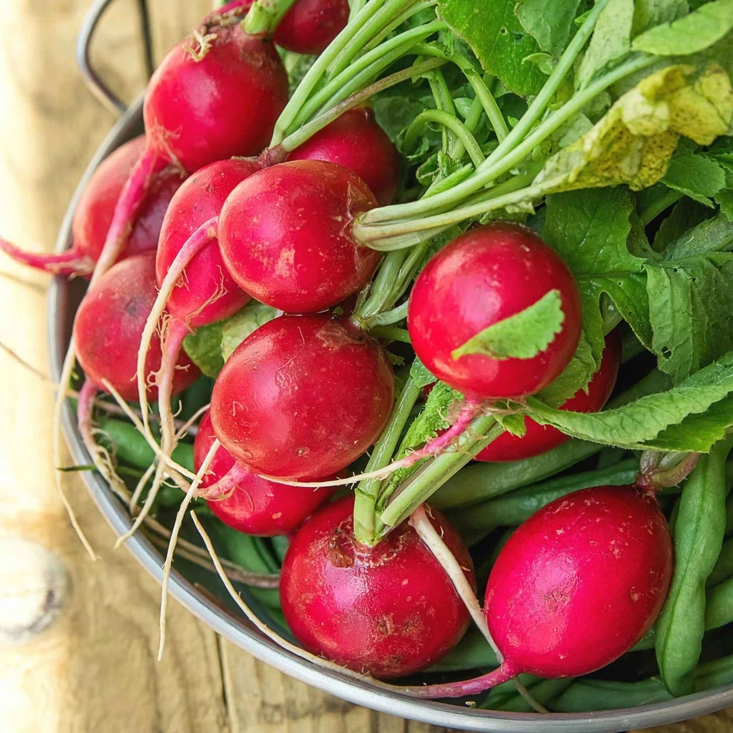 Navy Bean Seeds for Planting 50 Seeds - White Kidney Bean - Phaseolus vulgaris - Edible Bean Seeds for Garden Growth