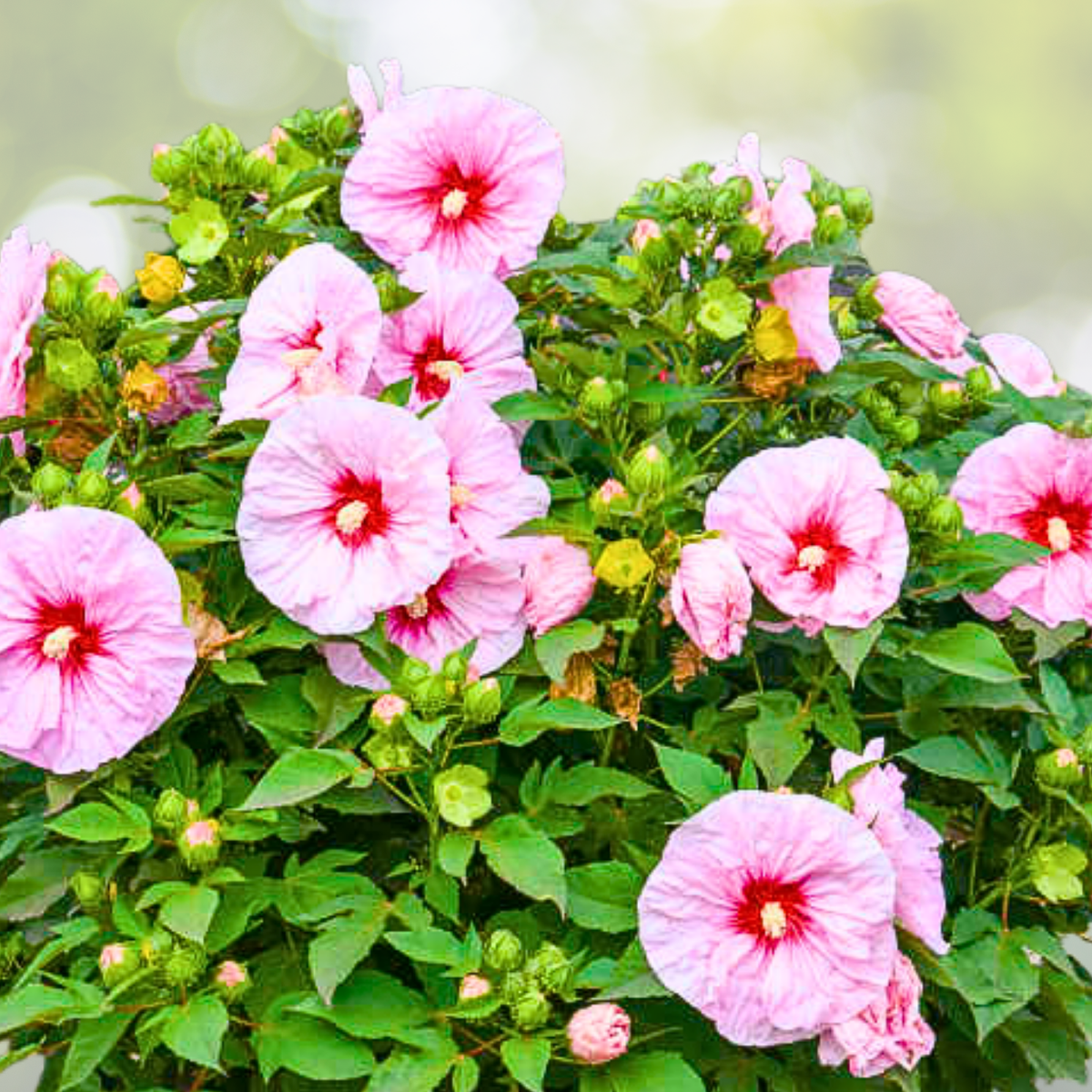 Hibiscus Starter Plant - 6-8 Inch - 'All Eyes on Me' - Tropical Flowering Plant - Hibiscus rosa-sinensis