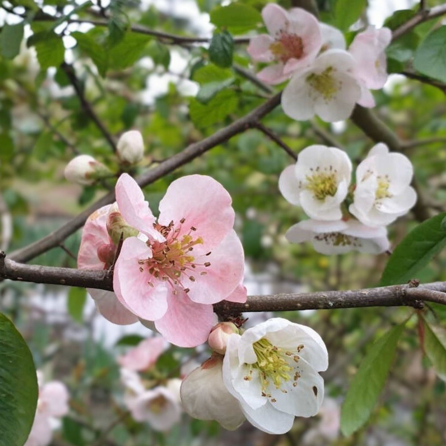 Japanese Flowering Quince Live Plant 8-12" 'Toyo Nishiki' Bare Root Shrub, Chaenomeles speciosa, Zones 5-9