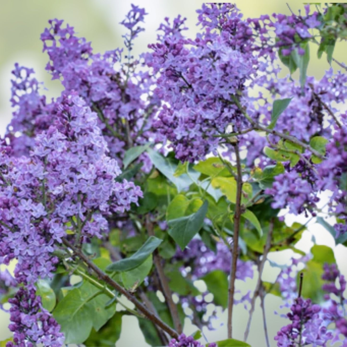 Old Fashioned Lilac Sapling - Bare Root Shrub Syringa vulgaris for Gardens - Dormant Shipping