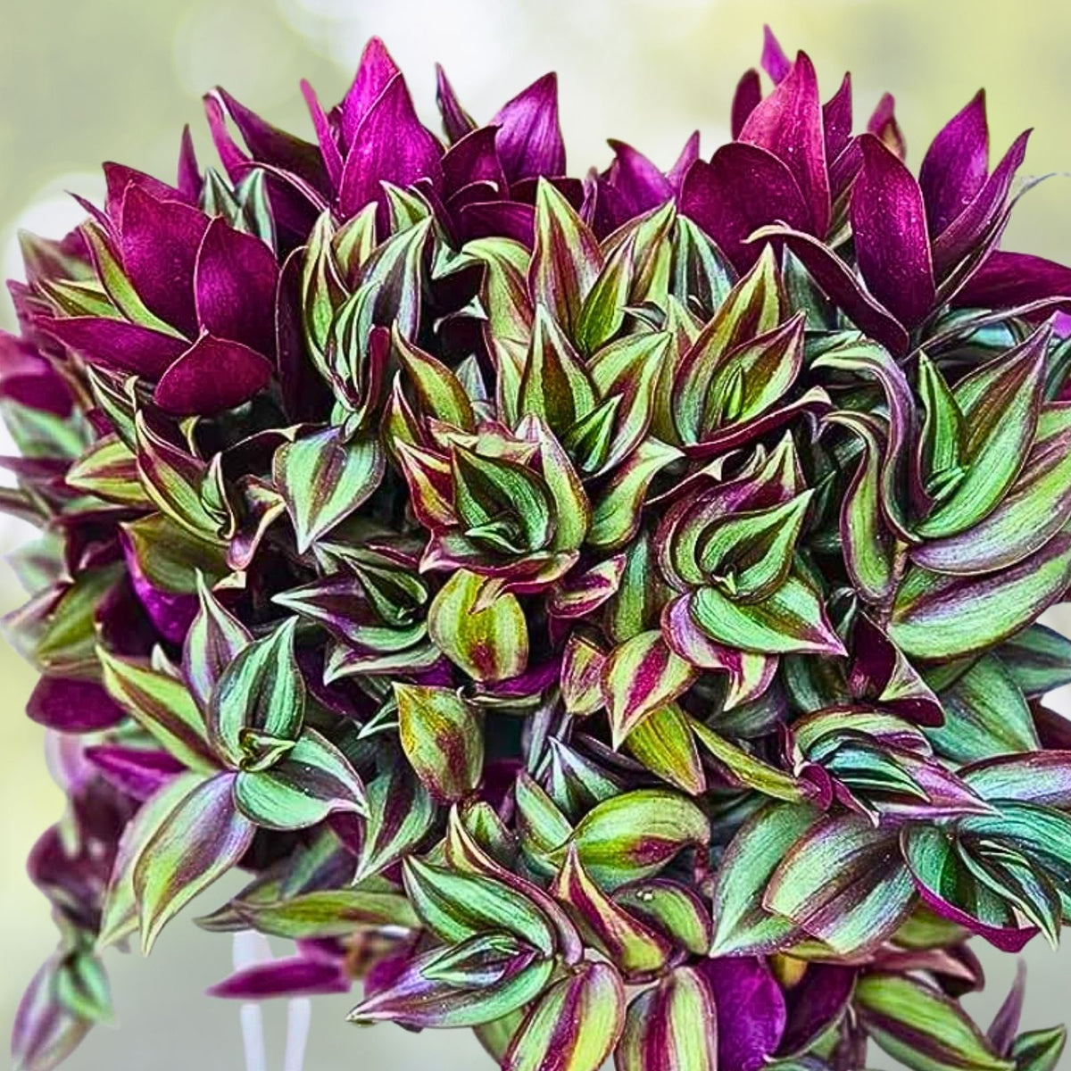 Purple Wandering Jew Cuttings 6+ Inches - Tradescantia Zebrina Houseplant - 6 Premium Cuttings for Plant Propagation