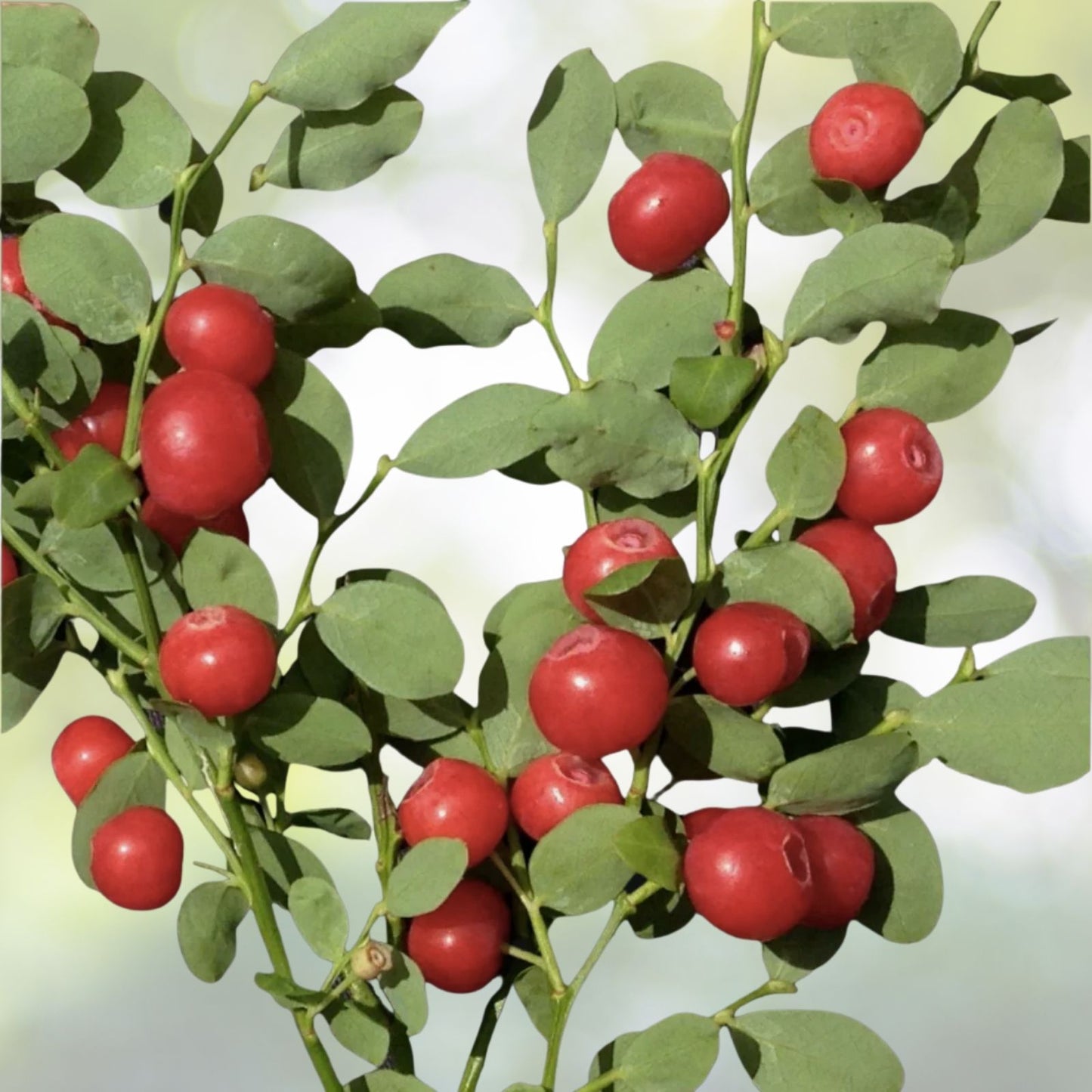 Red Huckleberry Seeds - 50+ Pre-Stratified Seeds, Vaccinium parvifolium, Native Edible Plant, Free Shipping