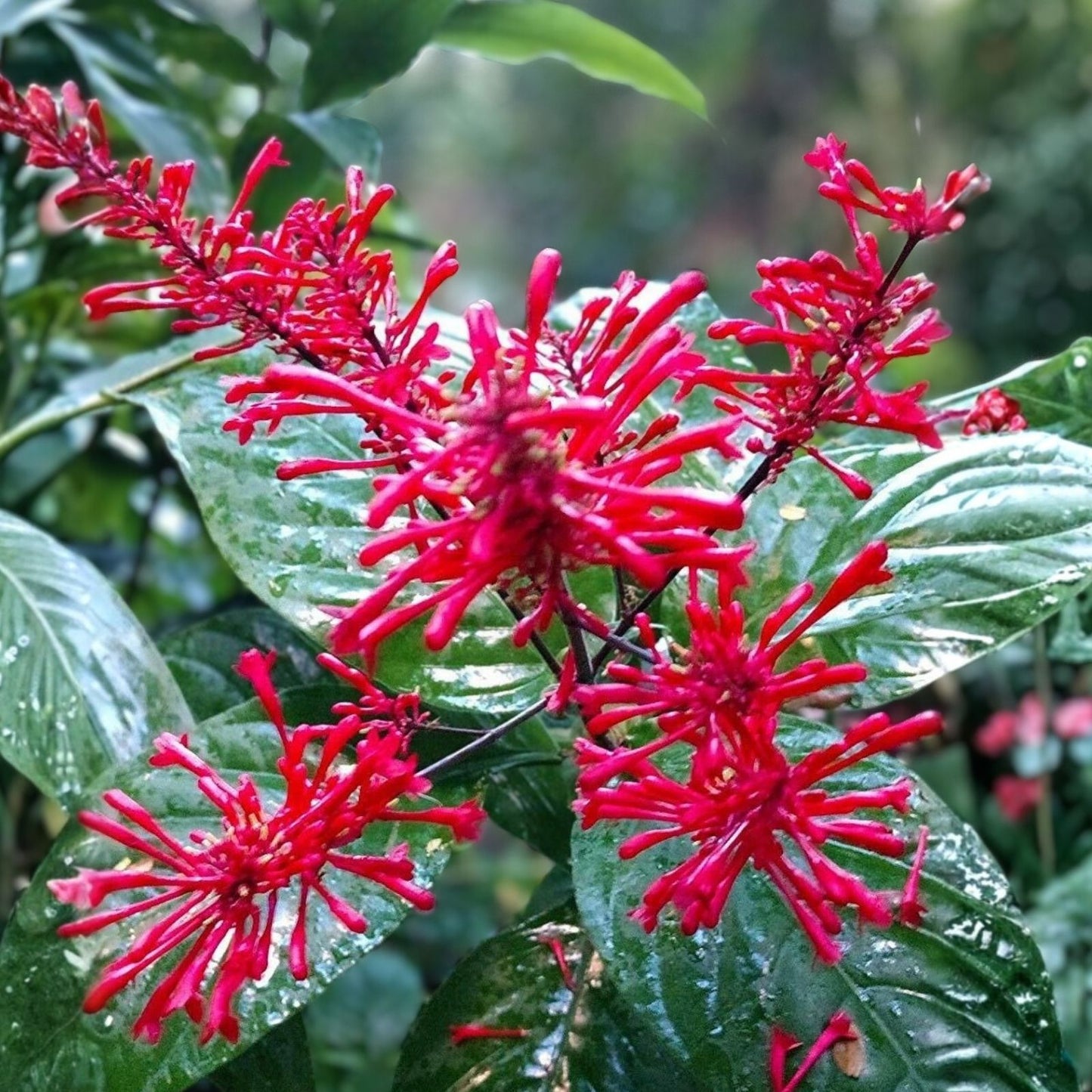 Fire Spike Red Rooted Starter Plant – Odontonema strictum – Hummingbird Attractant Tropical Perennial for Gardens