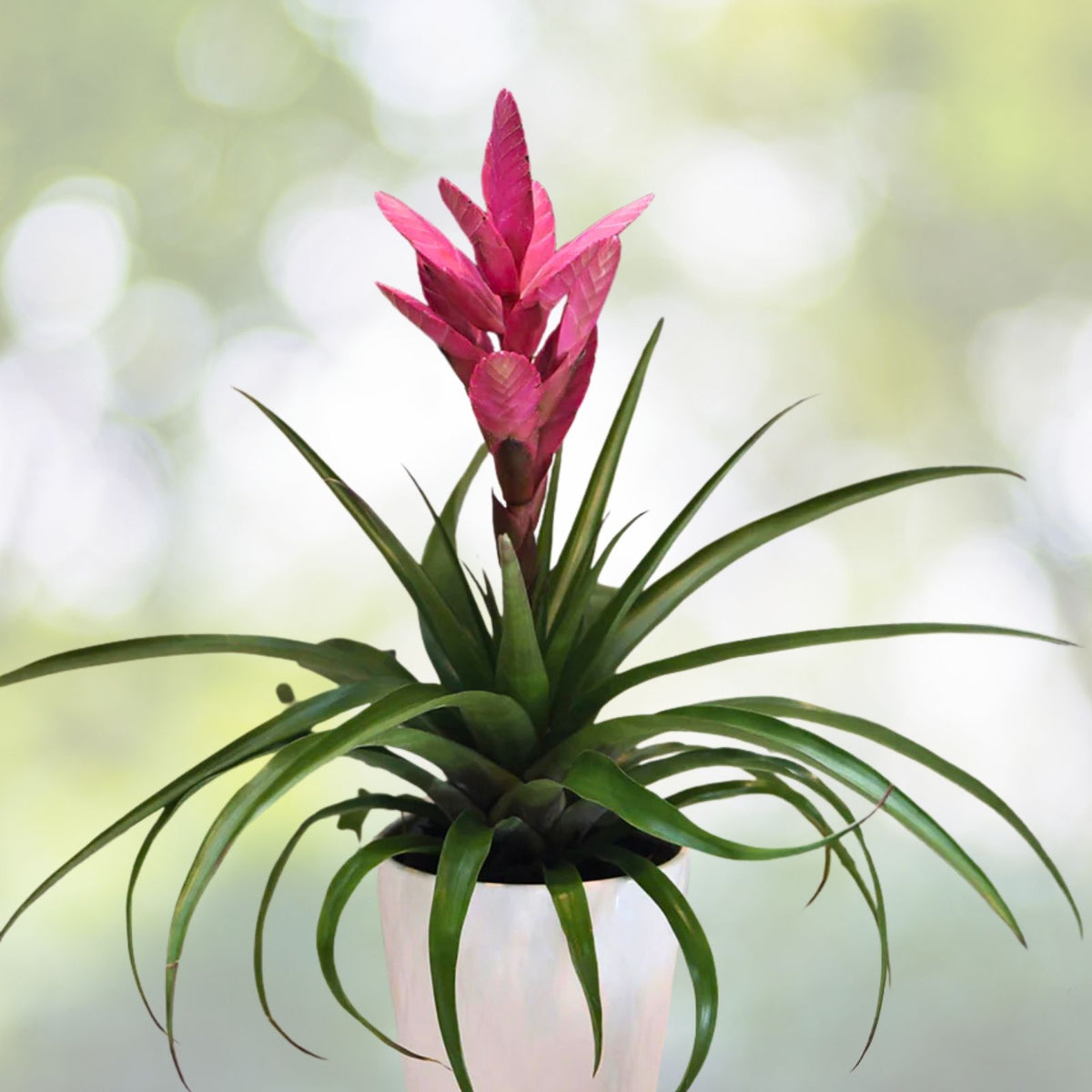 Bromeliad Plant 9" Pot Aechmea Greg Green & Red Foliage - Aechmea Greg - Tropical Houseplant for Indoor Decor