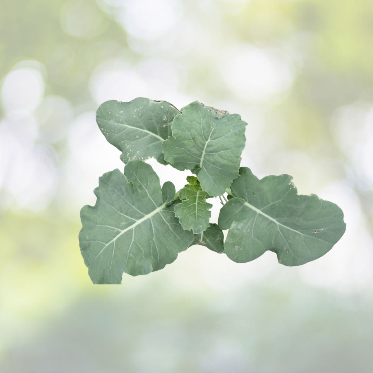 Organic Calabrese Broccoli Seeds | NON-GMO Heirloom Vegetable Seeds | Brassica oleracea