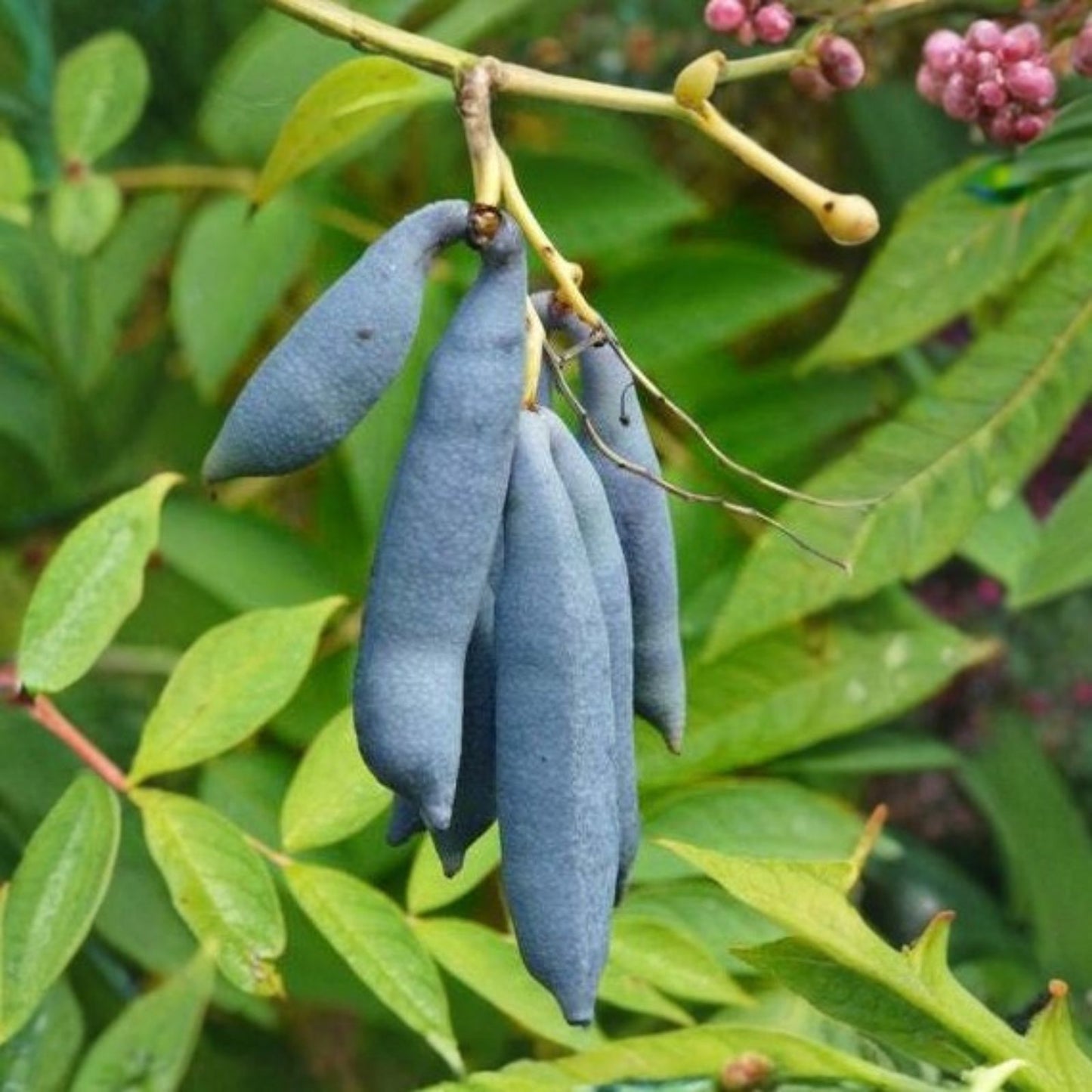 Blue Bean Plant Seeds 15 Count - Exotic Blue Sausage Beans Vigna unguiculata - Edible Blue Pods for Gardening