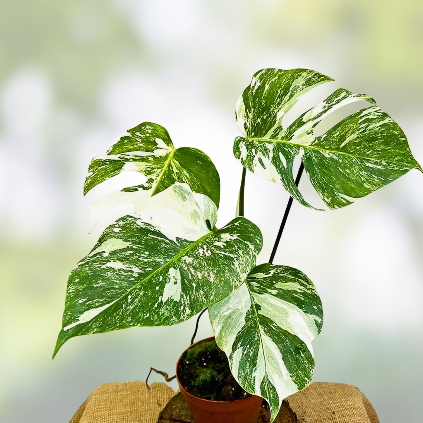 Monstera Albo Borsigiana Cutting - Rare Variegated Houseplant for Indoor Decor - Live Plant for Indoor Gardening