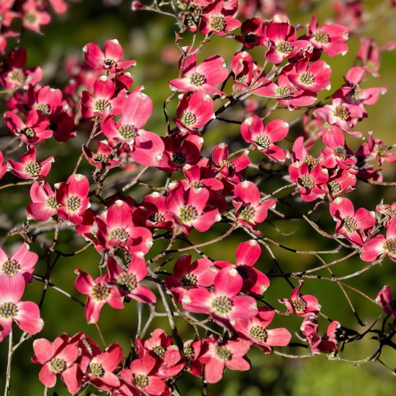 Cherokee Chief Dogwood Tree Live Plant - 16+ Inches - Red Flowering Deciduous Cornus florida 'Cherokee Chief'
