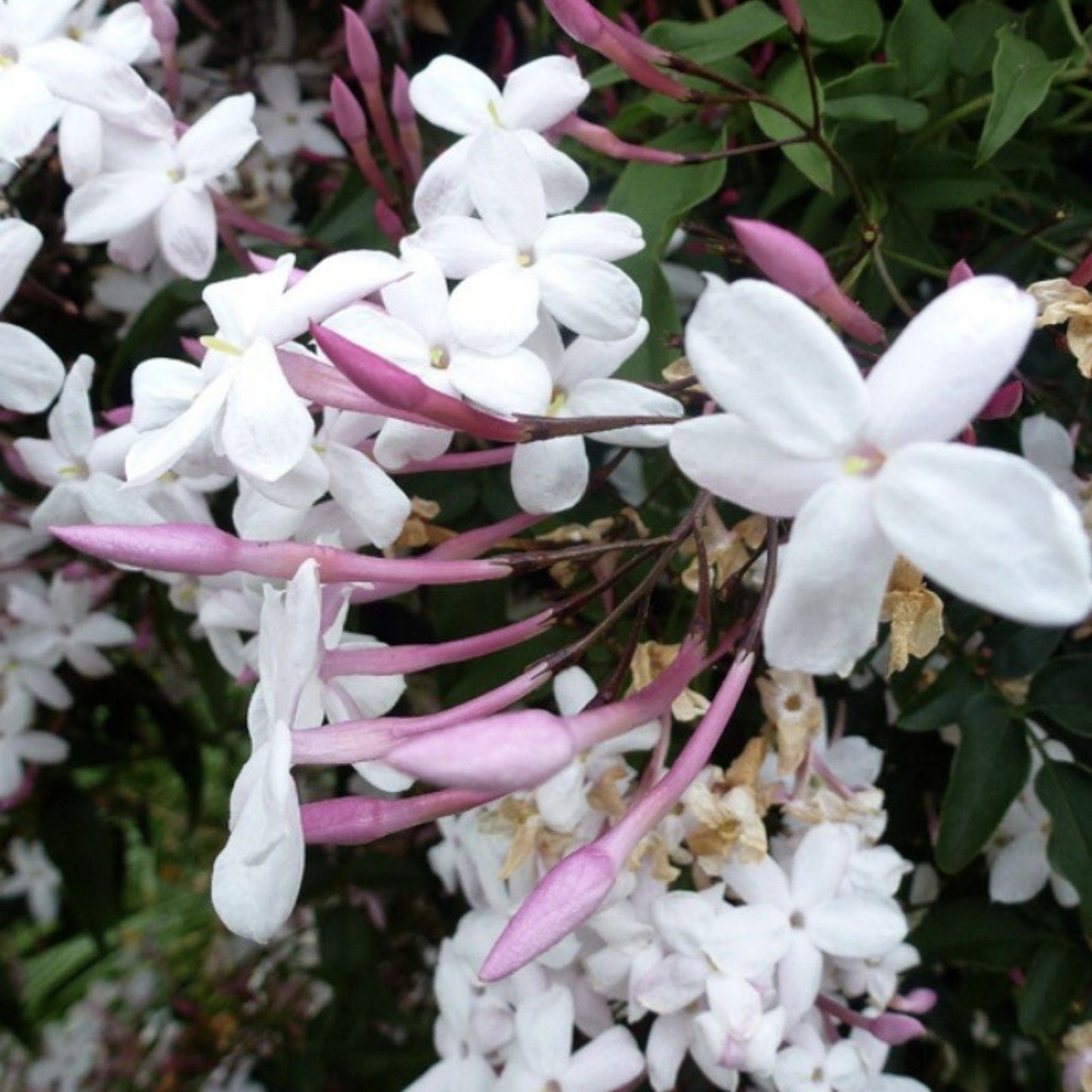 Pink Star Jasmine Cuttings – Five Fragrant Jasminum polyanthum Garden or Indoor Planting Clippings
