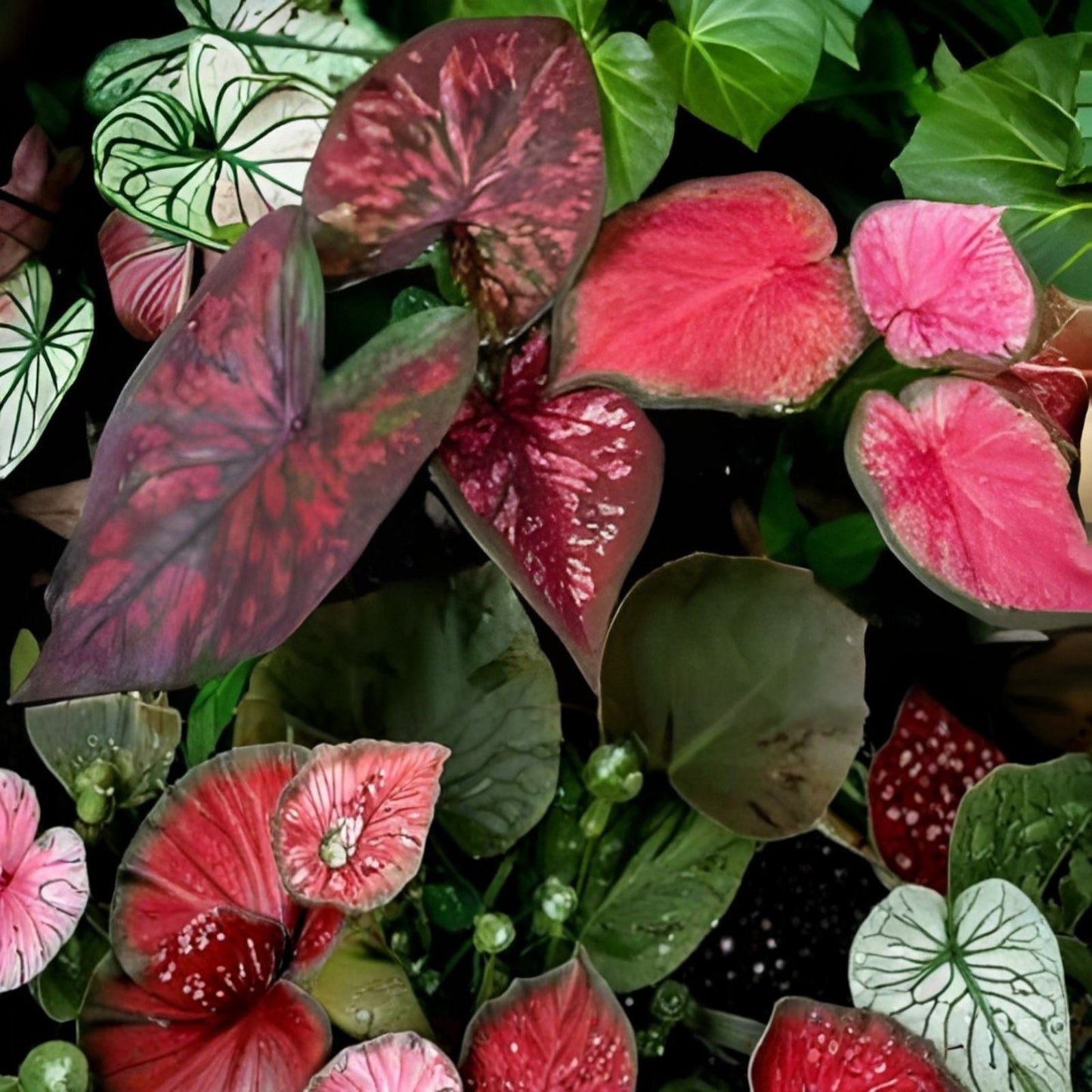 Caladium Bulbs - Mixed Color Fancy Mix - Easy to Grow Perennial Garden Plants - Caladium spp.