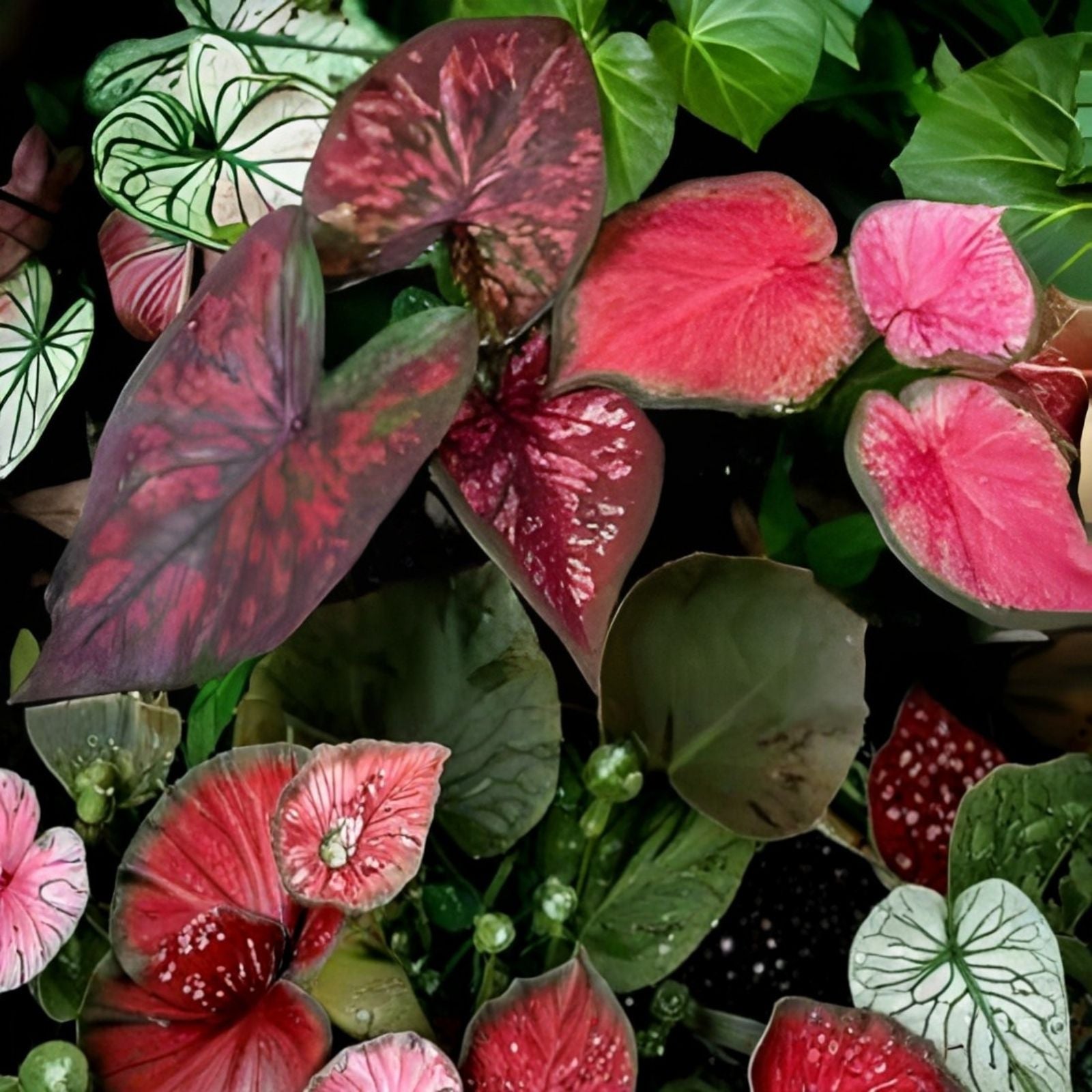 Caladium Bulbs - Mixed Color Fancy Mix - Easy to Grow Perennial Garden Plants - Caladium spp.